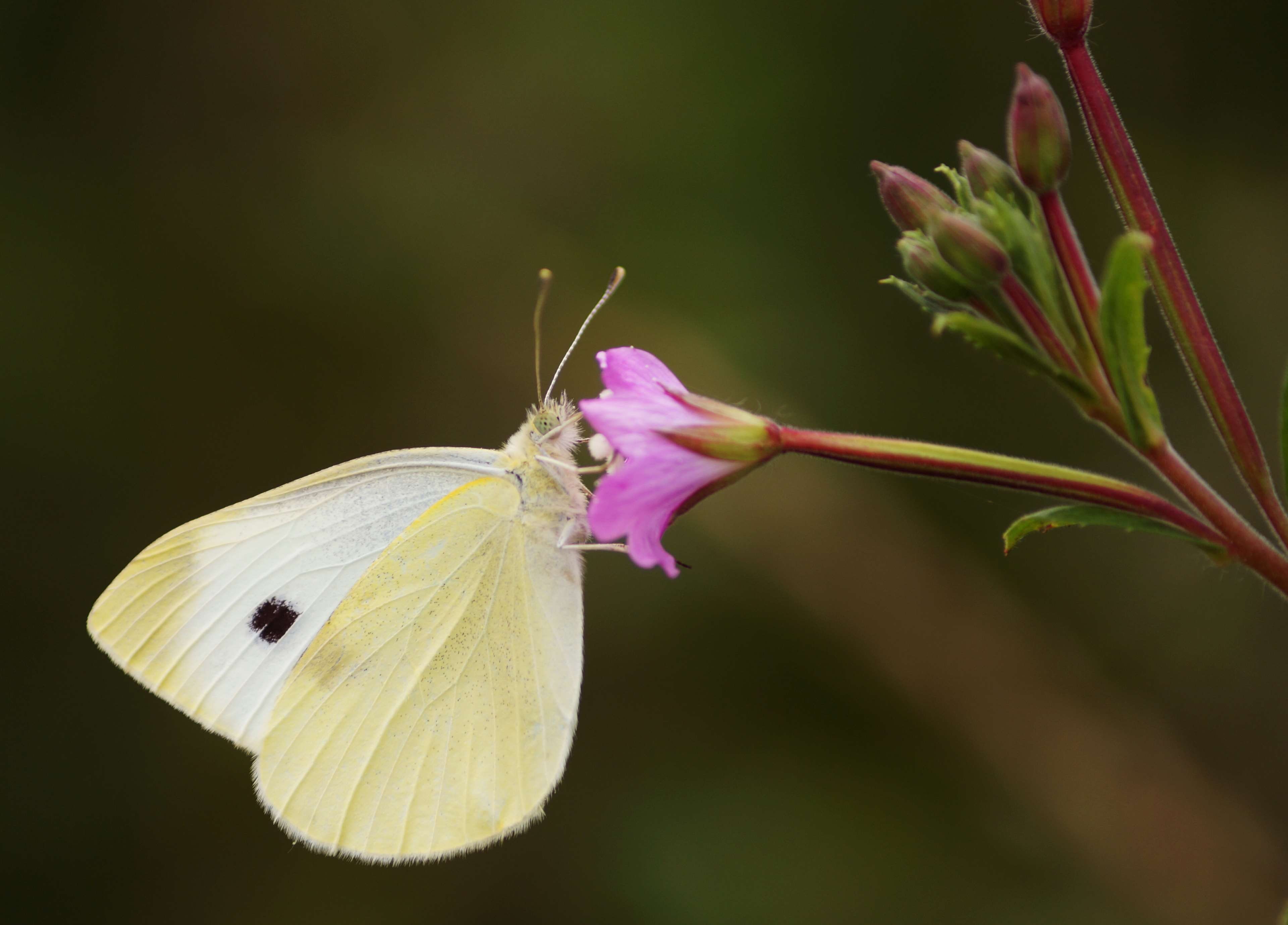one animal, nature, outdoors, animal, animal wing, butterfly, yellow, moth, insect, close-up, flower head, gonepteryx, brimstone, focus on foreground, animal wildlife, HD Wallpaper