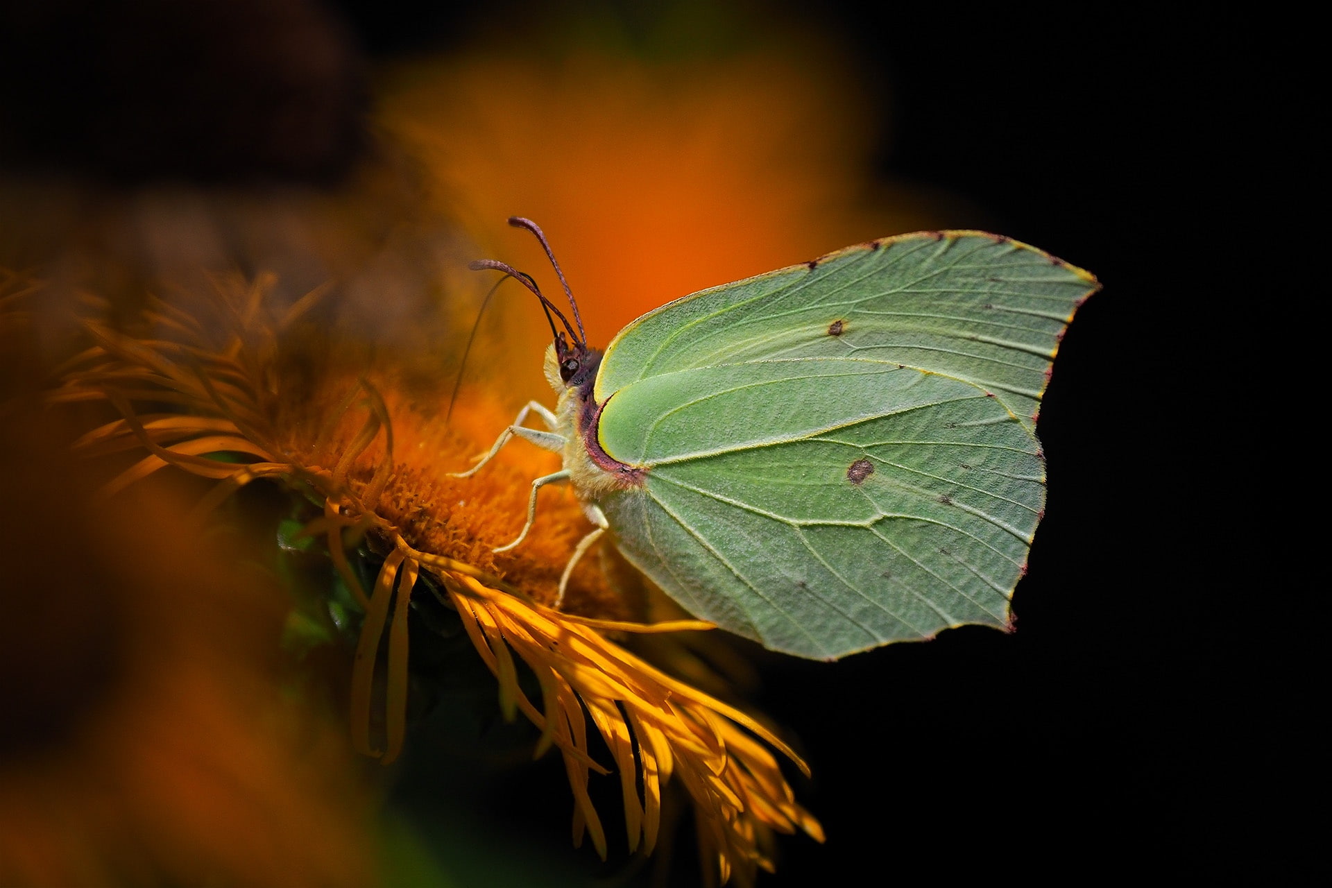 brimstones, 1080P, butterfly, the limonite, HD Wallpaper