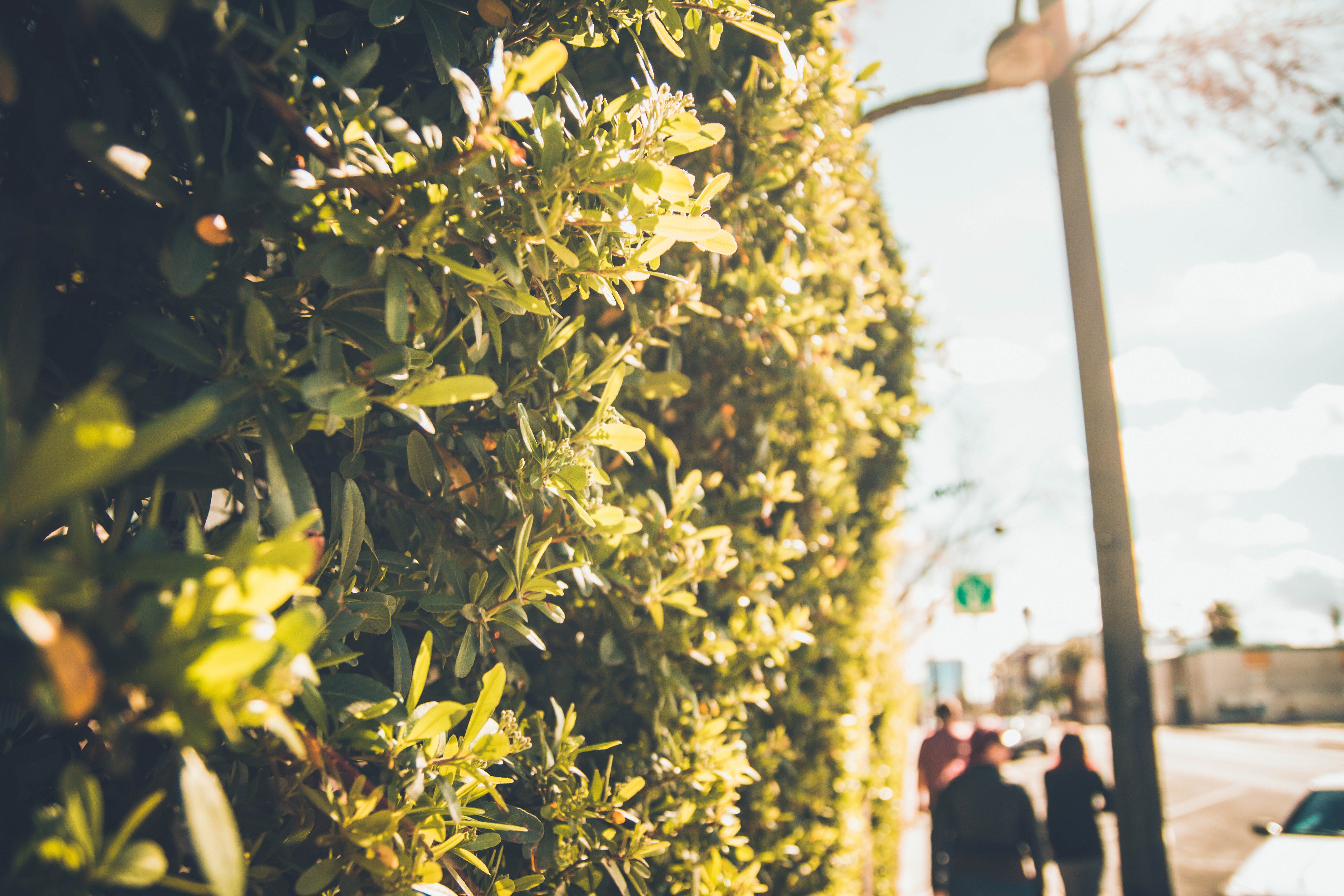 plants, las vegas, neonbrand digital marketing, plant, agriculture, grape, rural scene, day, 5K, light, vineyard, outing, people, healthy, greens, tree, HD Wallpaper
