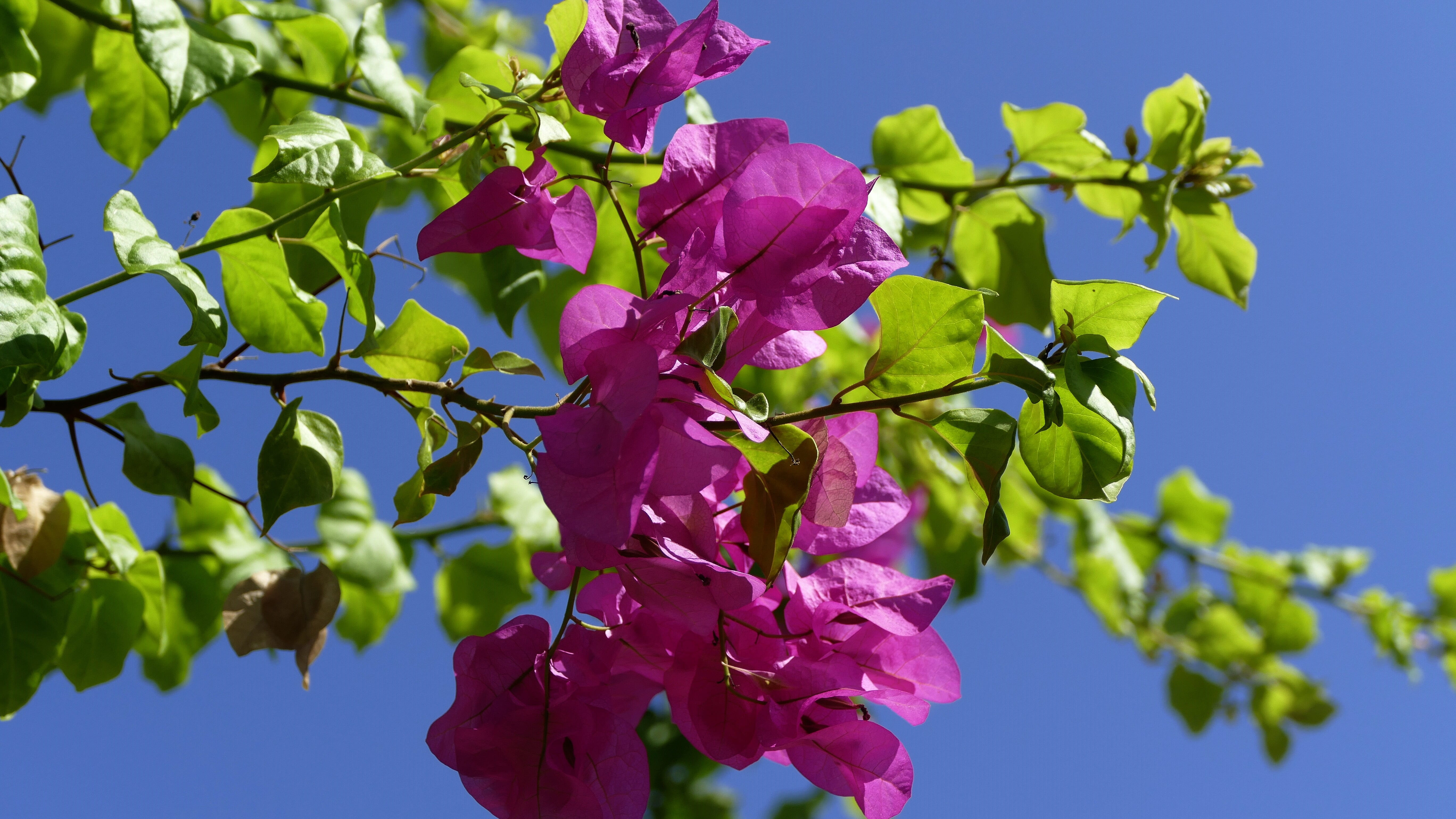 ranke, focus on foreground, plant, no people, beauty in nature, springtime, close-up, tree, fragility, sky, sunlight, nature, mediterranean, vulnerability, HD Wallpaper