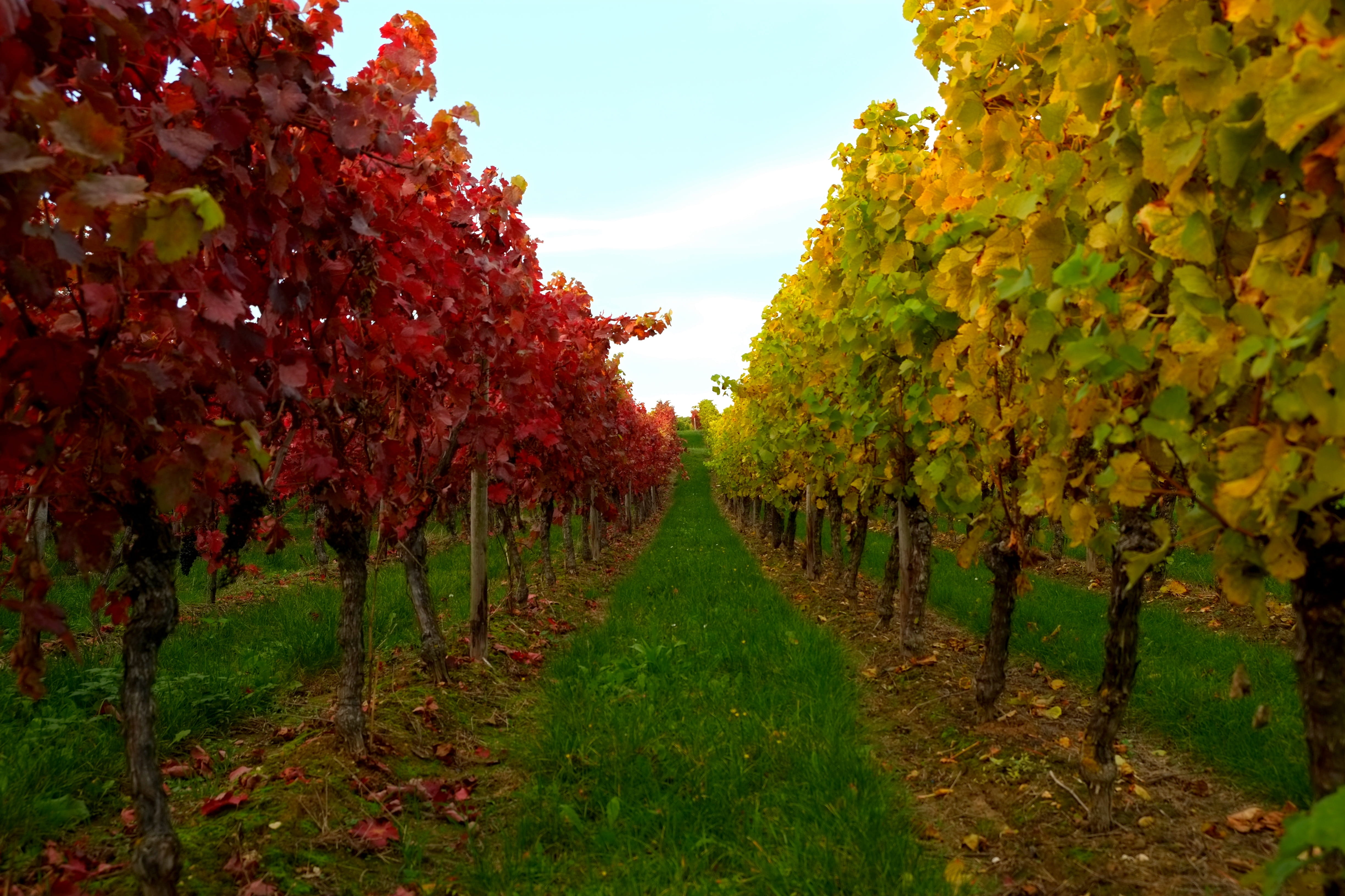 tree, nature, yellow, grapevine, engine, october, bright, winemaking, landscape, rebstock, environment, branch, change, beauty in nature, rural Scene, vine leaves, HD Wallpaper