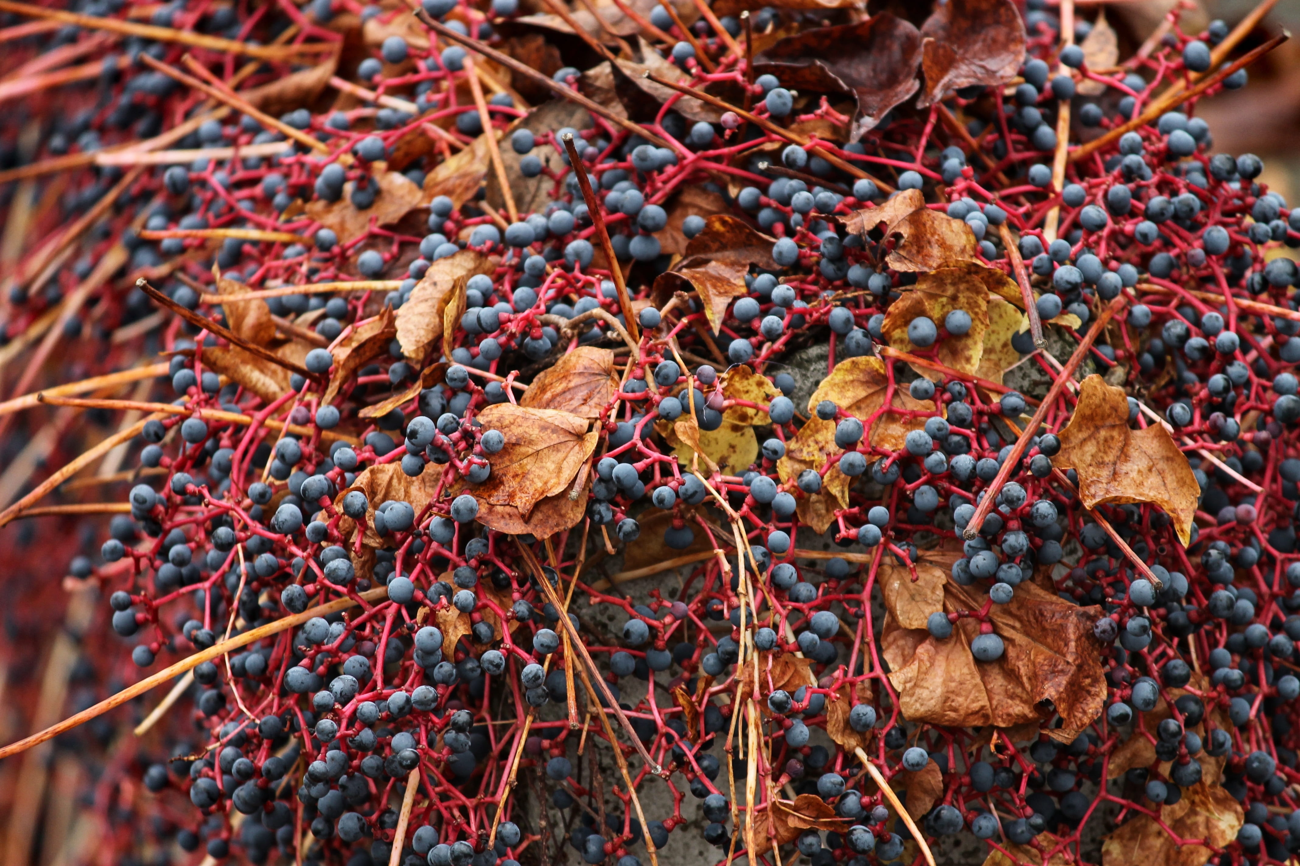 leaf, food and drink, dried food, plant part, no people, change, large group of objects, wine partner, ranke, fruit, fouling, leaves, beauty in nature, HD Wallpaper
