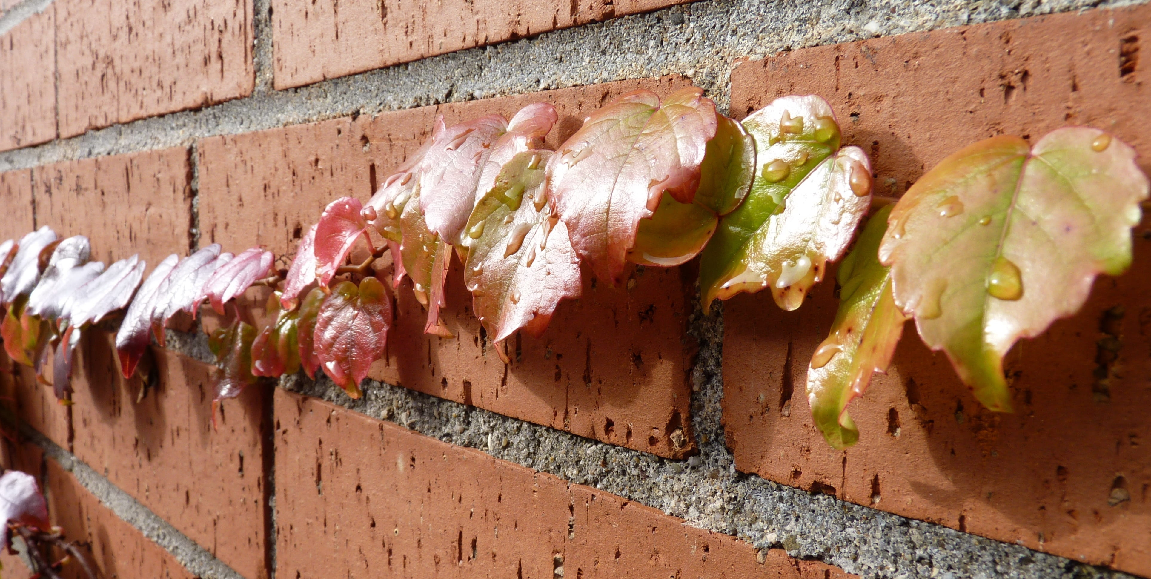 wellbeing, ranke, wine, brick, colorful, nature, vine, pork, wine leaf, day, architecture, food, plant, wall, healthy eating, leaf, freshness, food and drink, HD Wallpaper