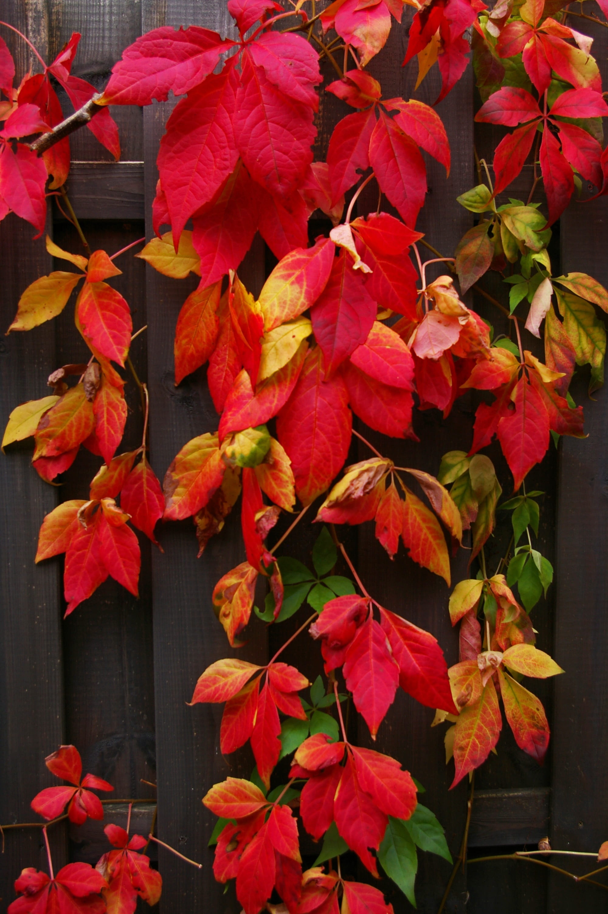 entwine, greeting card, wood fence, golden autumn, color, bright, vulnerability, farbenpracht, fragility, wood, colorful, colorful leaves, flora, plant part, Phone HD Wallpaper