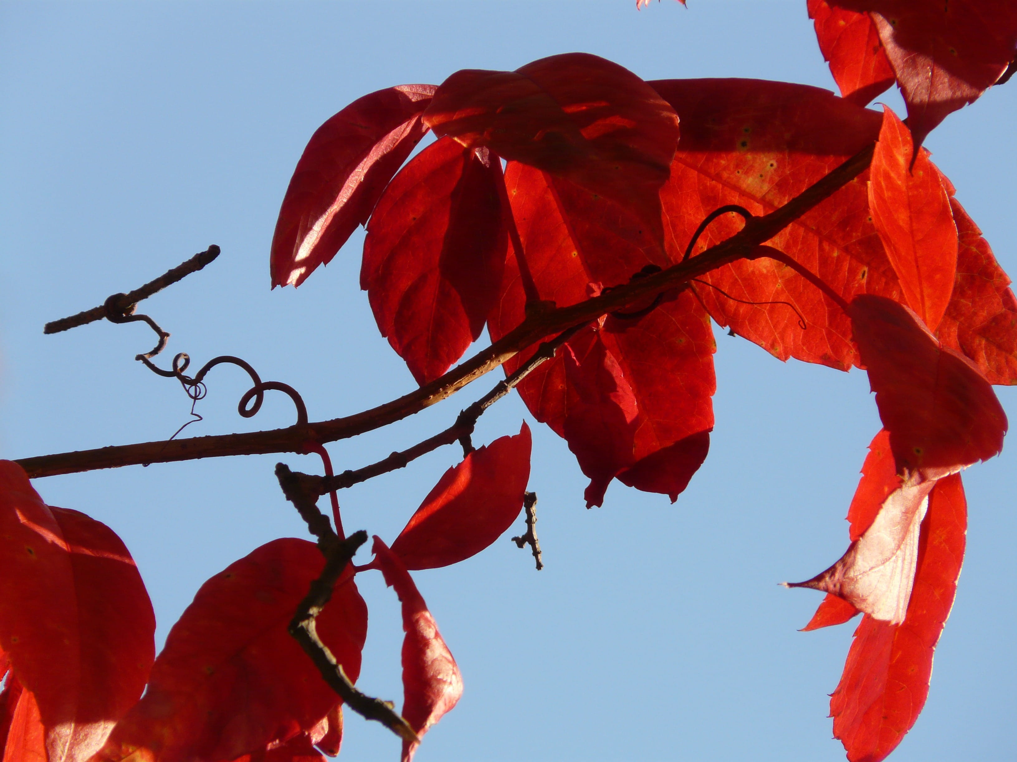 autumn colours, grape crop, plant, rank growths, beauty in nature, vines, tree, whip vine, 2K, entwine, no people, change, growth, outdoors, day, natural condition, HD Wallpaper