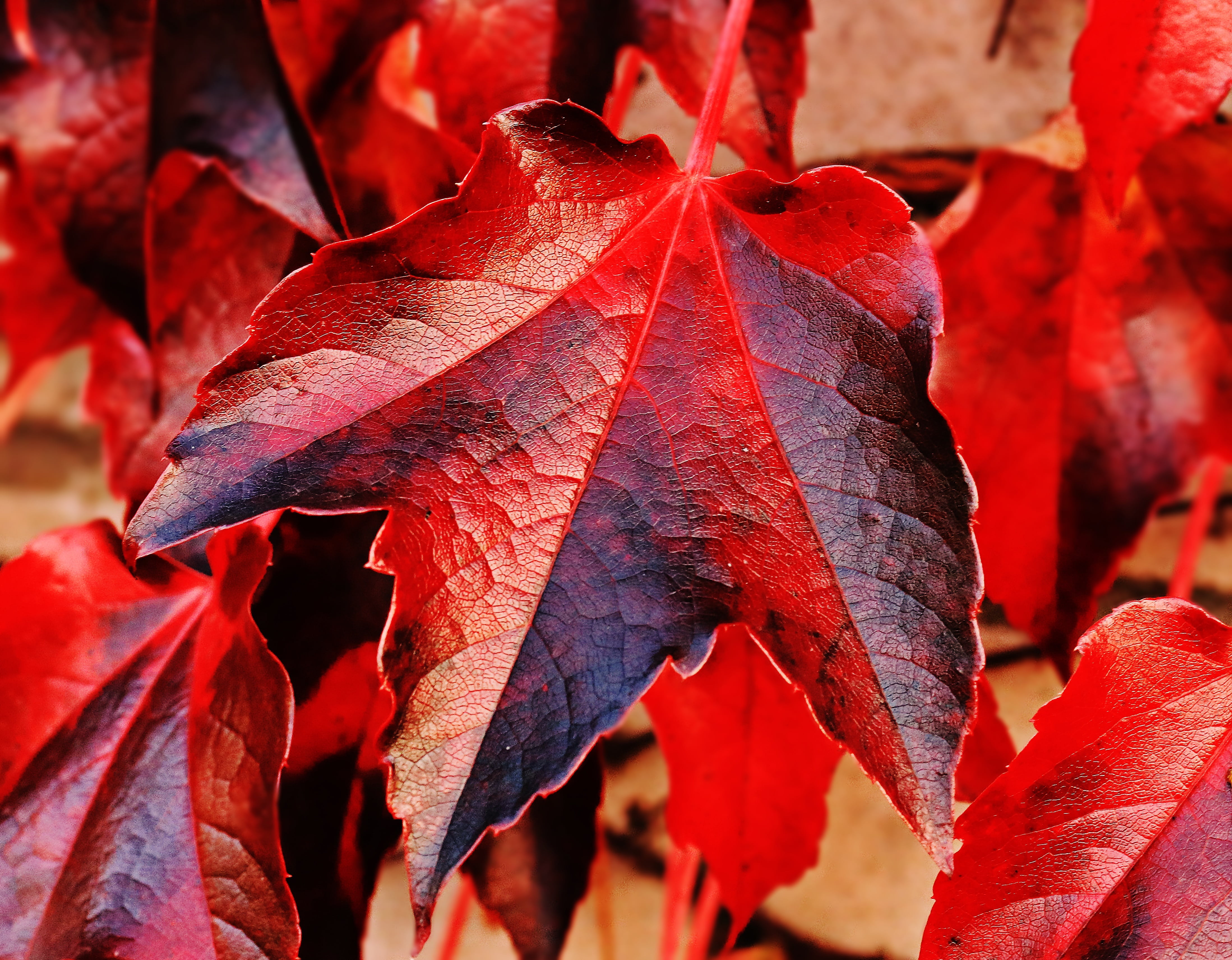 leaf vein, outdoors, fall, plant part, fall leaves, vulnerability, change, no people, beauty in nature, maple leaf, background image, entwine, red foliage leaves, HD Wallpaper