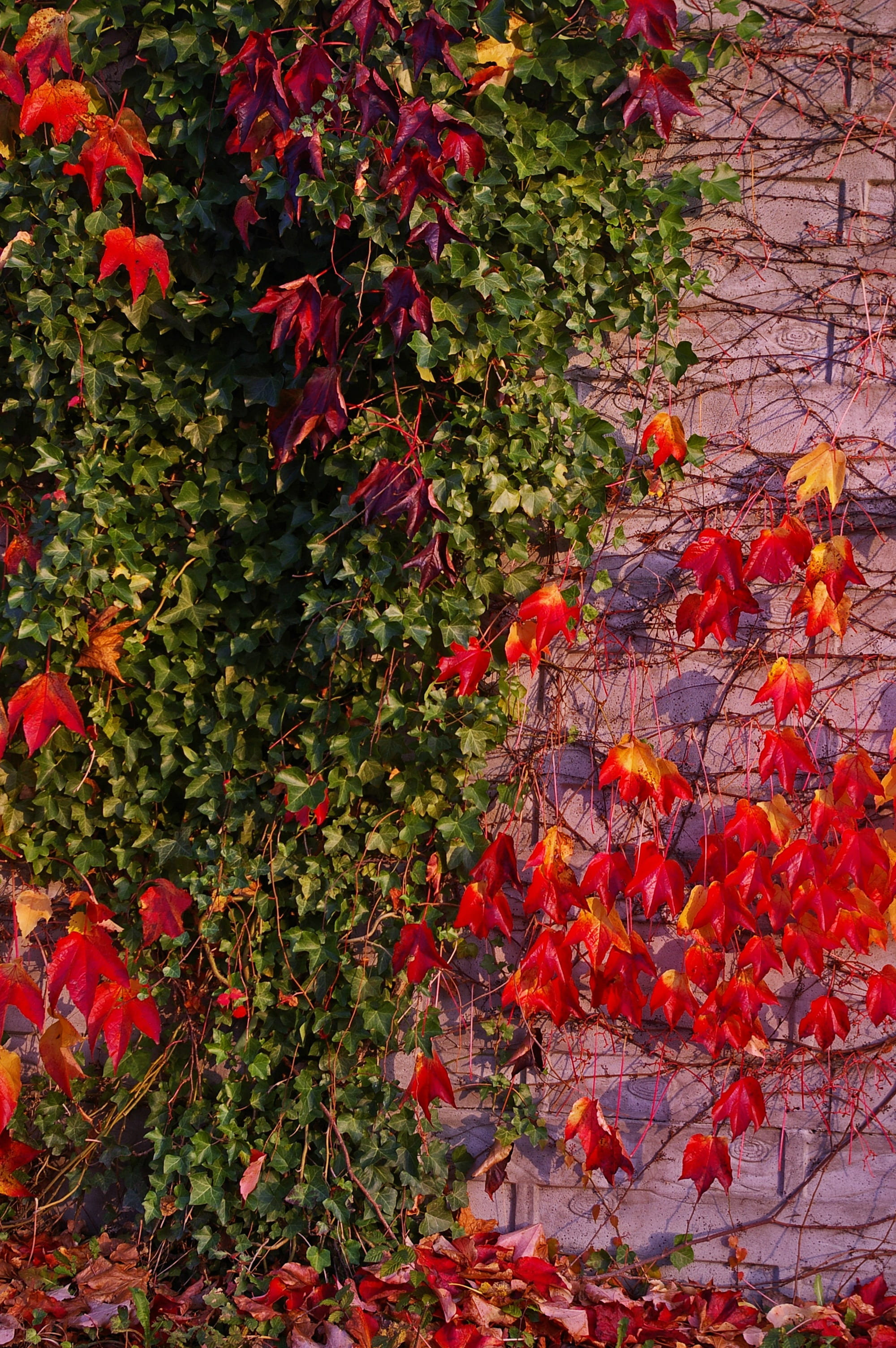 background, old paint, colorful leaves, green, flora, tree, flowering plant, outdoors, climber, leaf, red, fall foliage, color, ripe, nature, day, mood, Phone HD Wallpaper