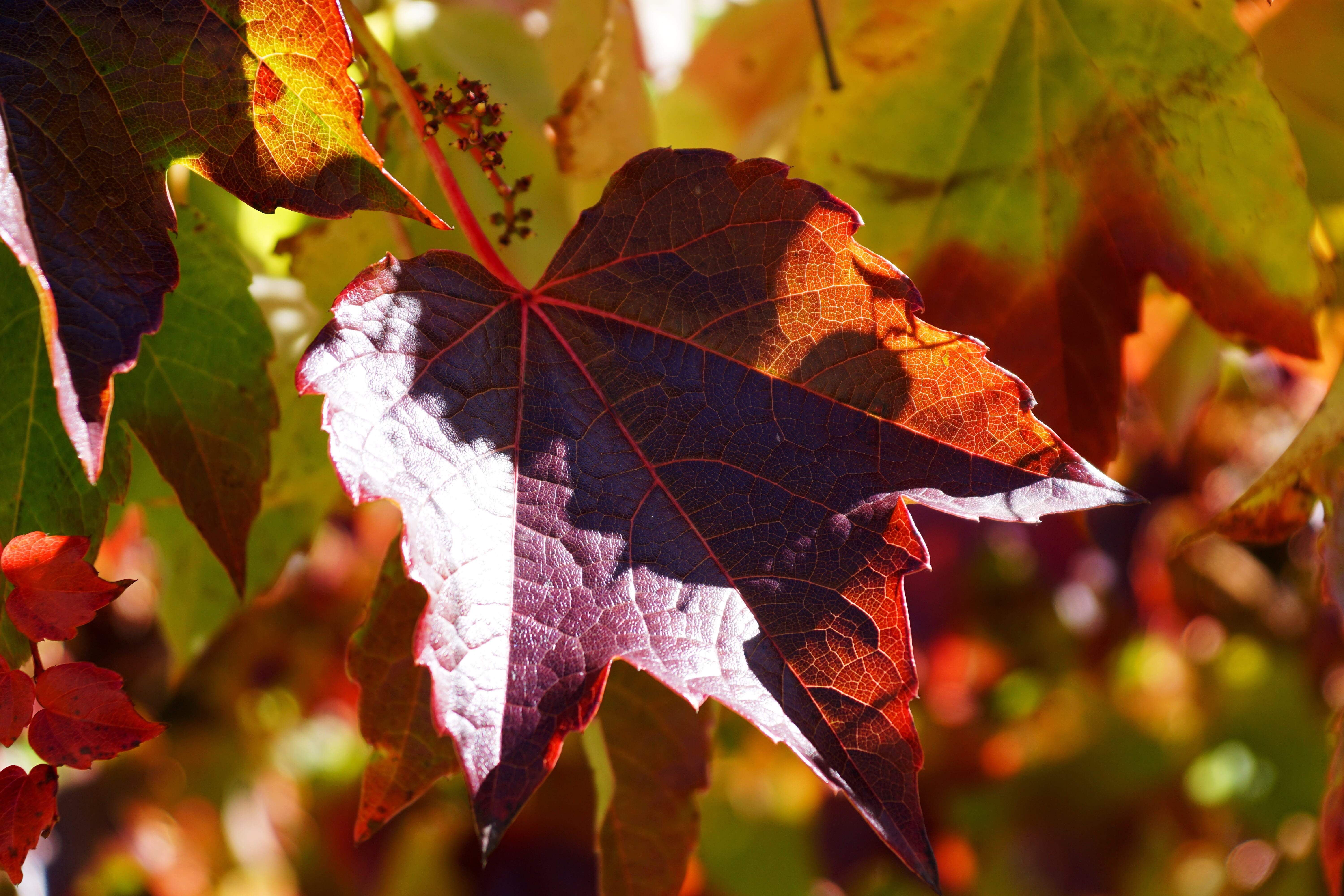 rank growths, change, autumn, color, maple leaf, tree, grape crop, colorful, light, fall, focus on foreground, lichtspiel, nature, transience, vulnerability, HD Wallpaper