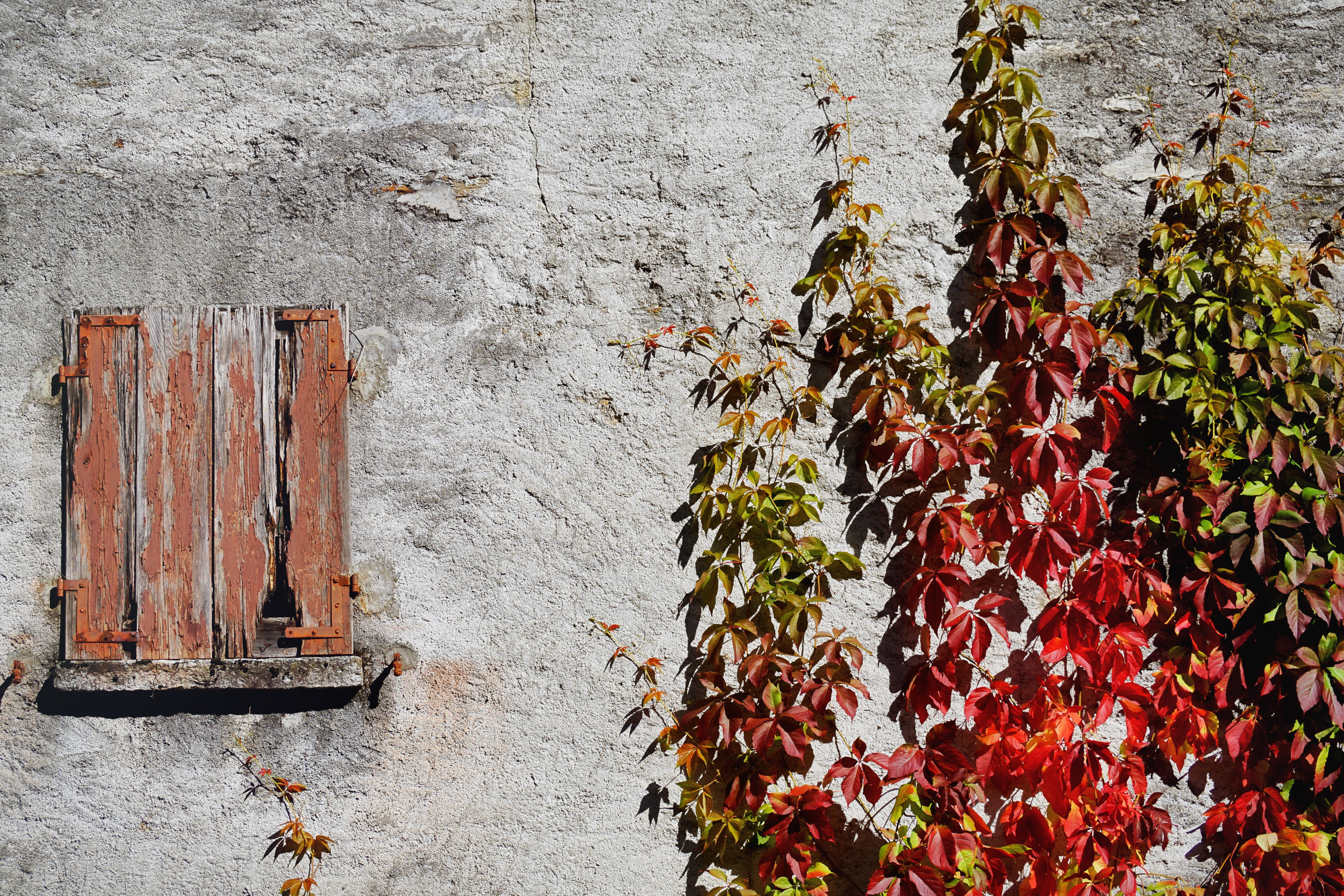 built structure, growth, wine partner, flower, flora, 5K, rank growths, wild vine, white wall, leaf veins, emerge, metal, coloring, shadow, vine leaves, HD Wallpaper