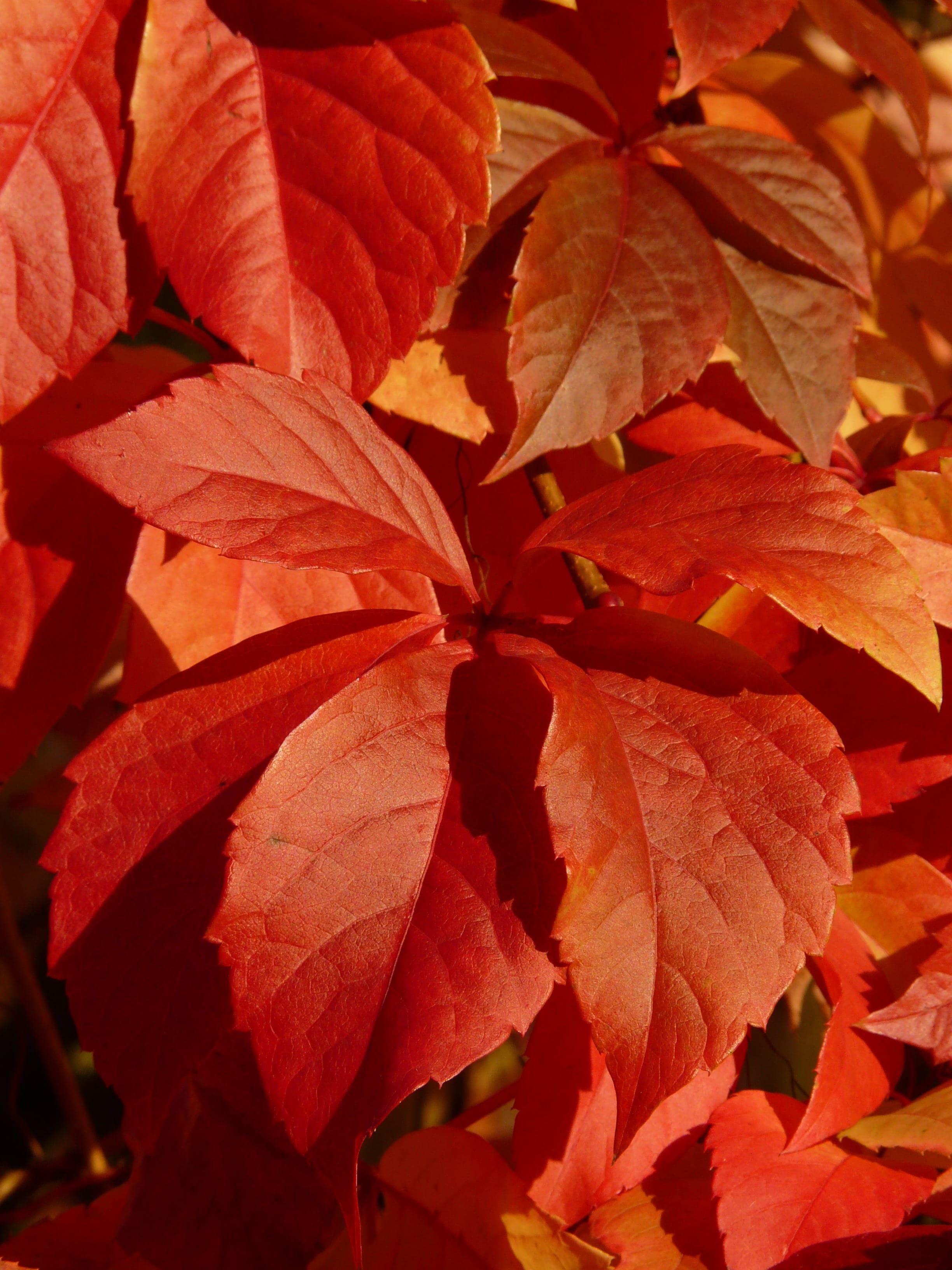 natural condition, vitis, whip vine, rank growths, flower head, leaves, entwine, color, no people, growth, 2K, fall foliage, autumn colours, orange color, Phone HD Wallpaper