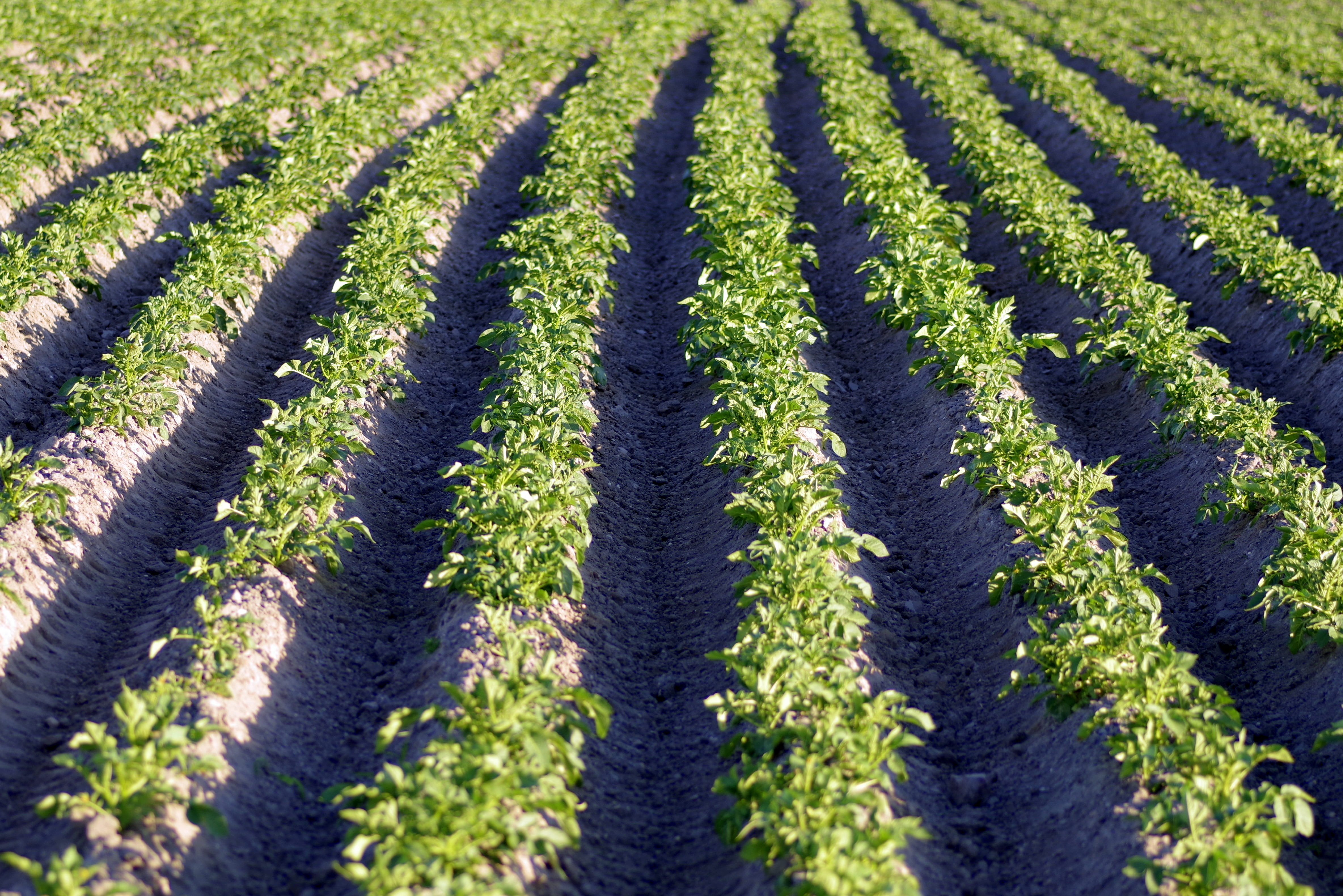 crop, plant, planting, winemaking, agriculture, in a row, tranquility, tranquil scene, 4K, Potato, scenics - nature, nature, the cultivation of, growth, HD Wallpaper
