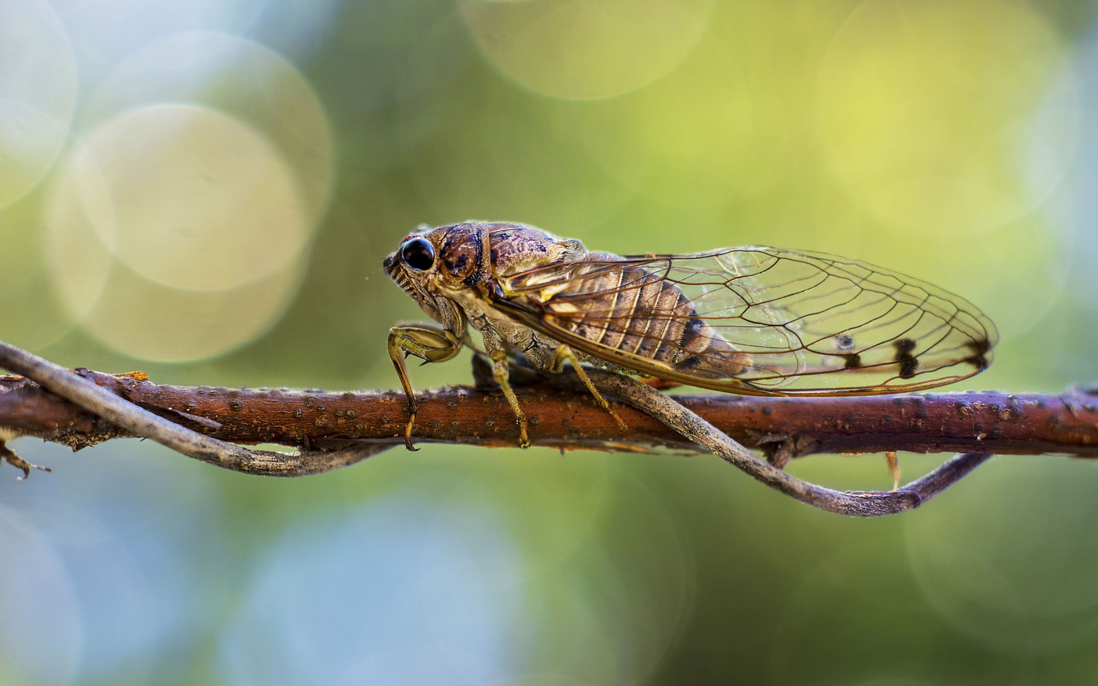 desktop, order, invertebrate, focus on foreground, animals in the wild, plant part, animal eye, name, insect, branch, rank, animal, outdoors, animal themes, HD Wallpaper