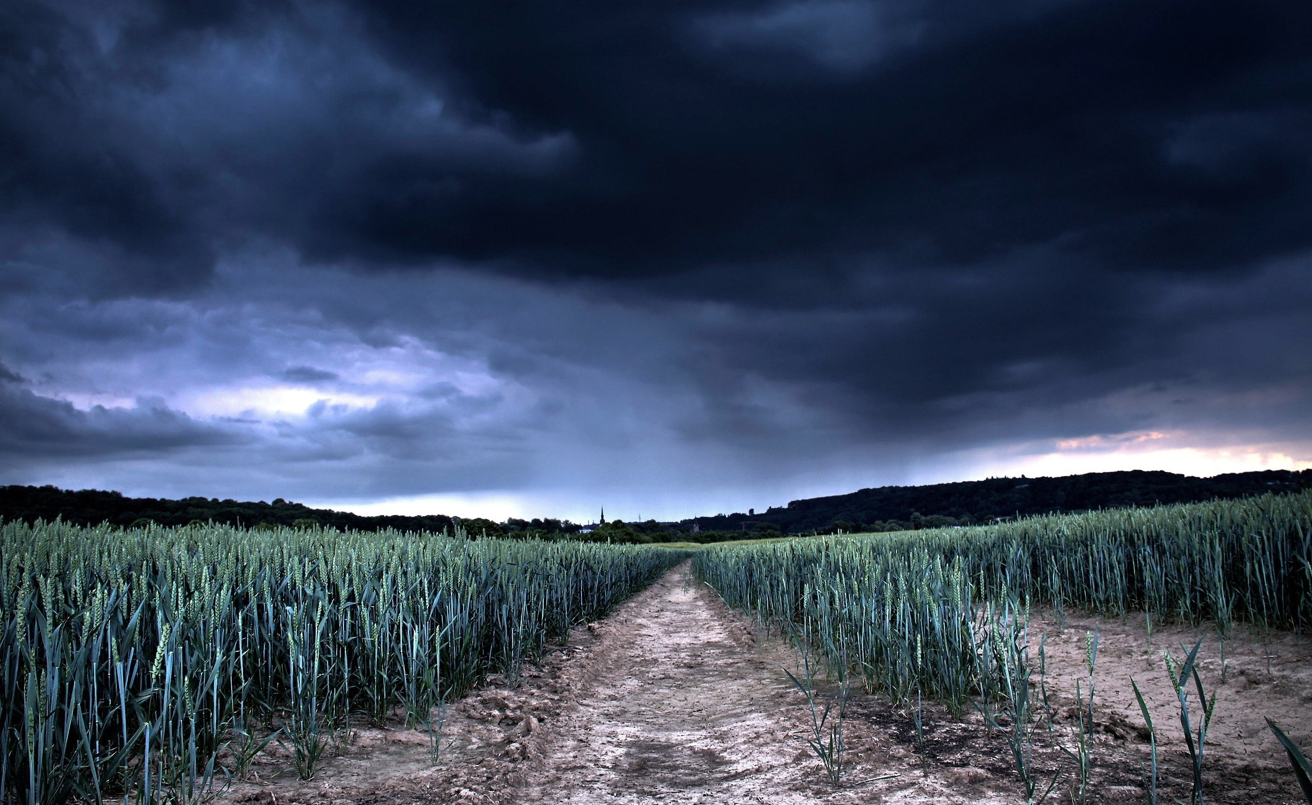 dark, grass, Dark blue, nature, cloud - sky, scenics - nature, 2K, field, growth, beauty in nature, agriculture, cereal plant, crop, rain, Wheat, no people, HD Wallpaper