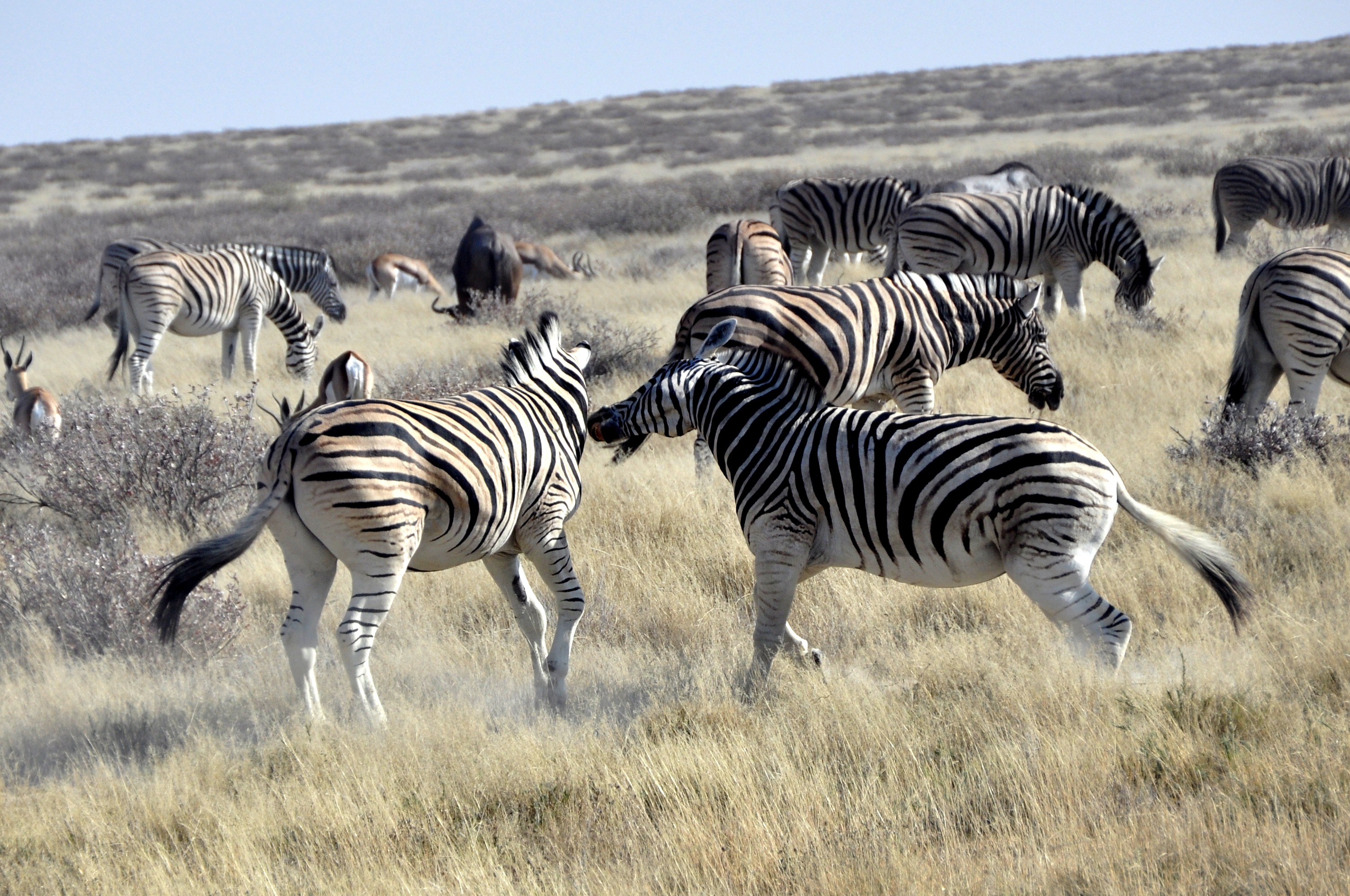 east Africa, wildlife, no people, fight, horse Family, safari Animals, animal, steppe, rank fighting, group of animals, kenya, plain, striped, tanzania, HD Wallpaper