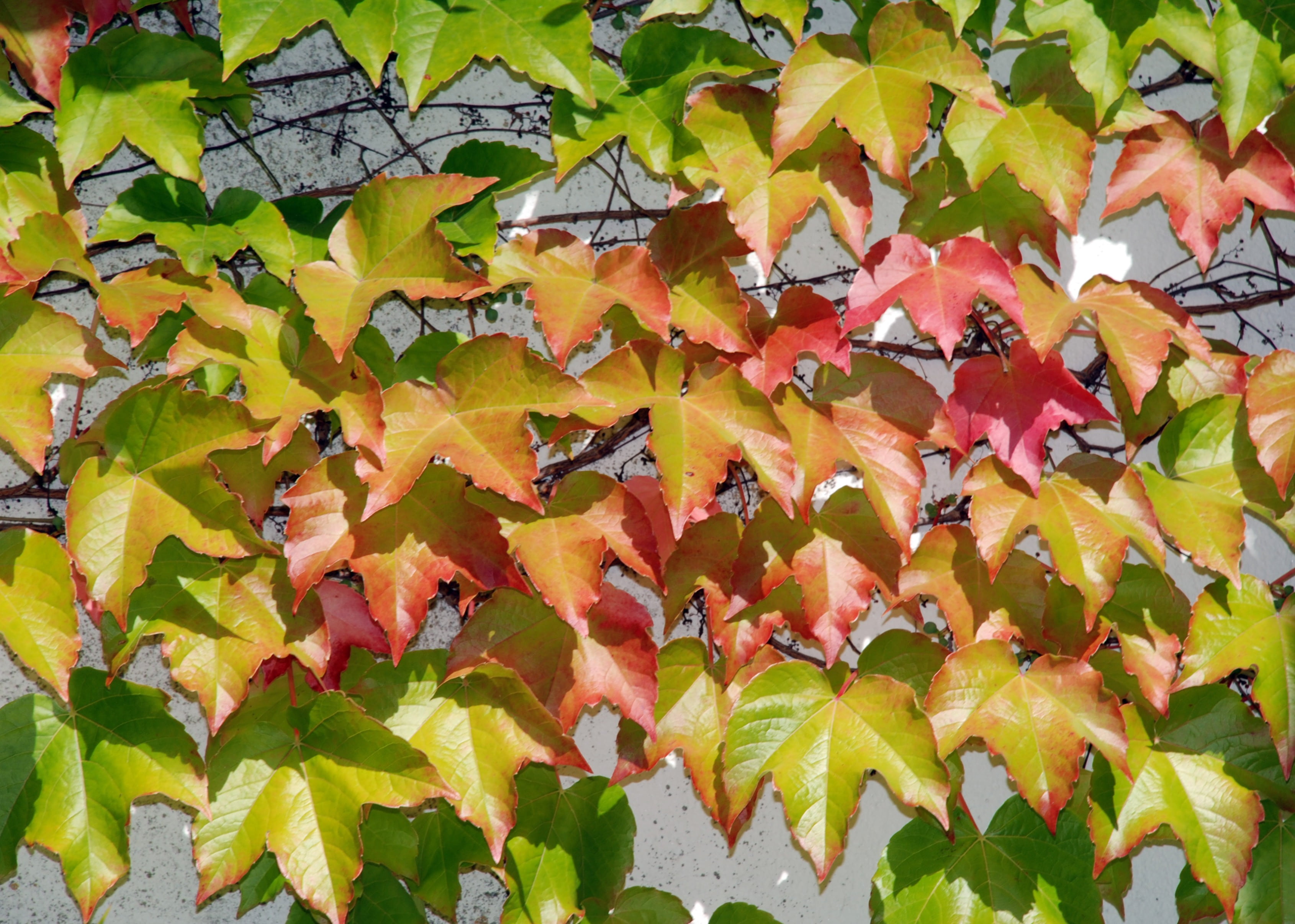 fall, backgrounds, close-up, leaf, vine, ranke, no people, plant, plant part, day, autumn, outdoors, leaves, 2K, full frame, tree, wall, change, orange color, HD Wallpaper