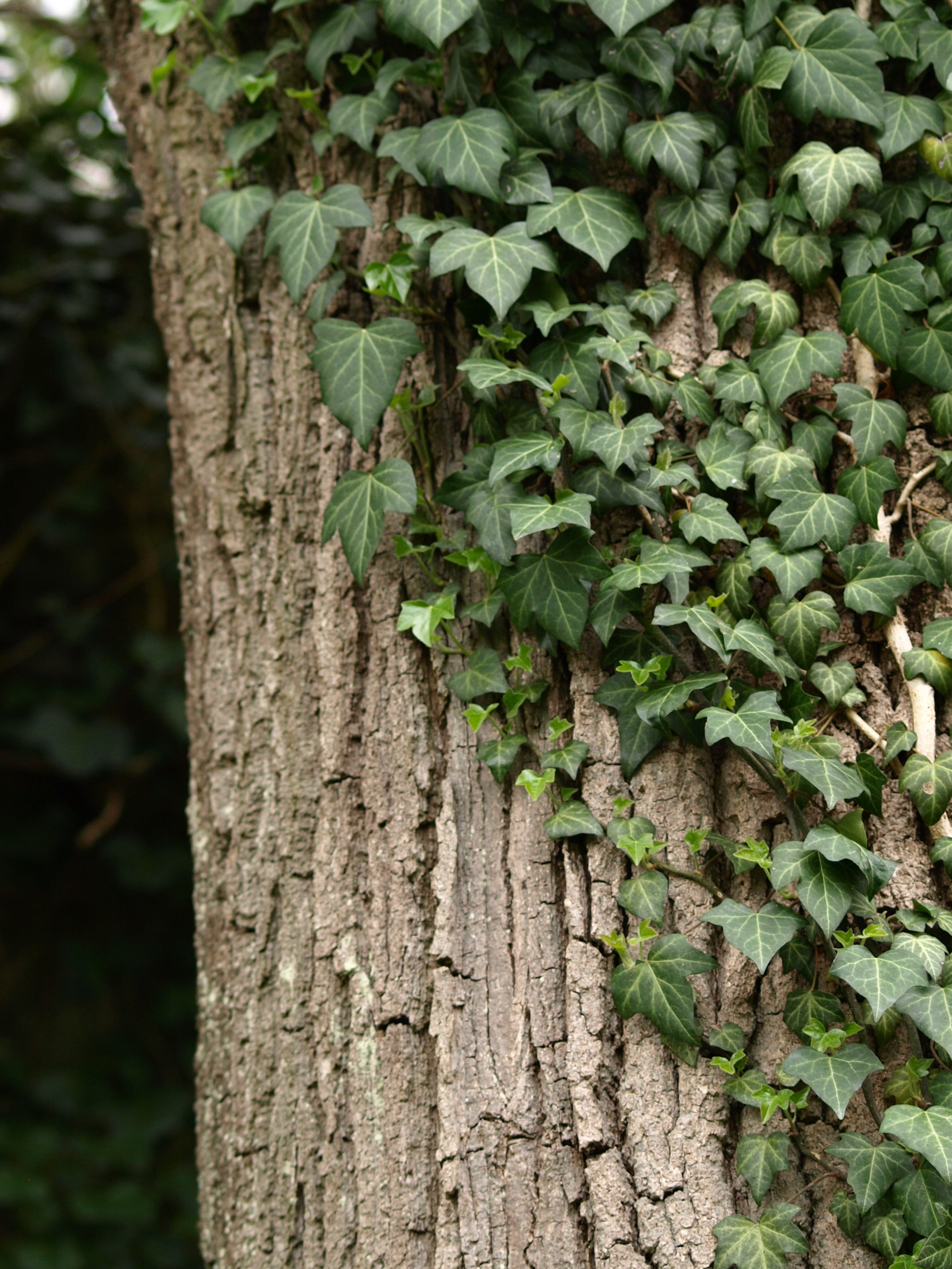 ivy, tree trunk, climber, no people, creeper plant, tree, forest, day, growth, textured, bark, trunk, close-up, plant part, green, focus on foreground, Phone HD Wallpaper