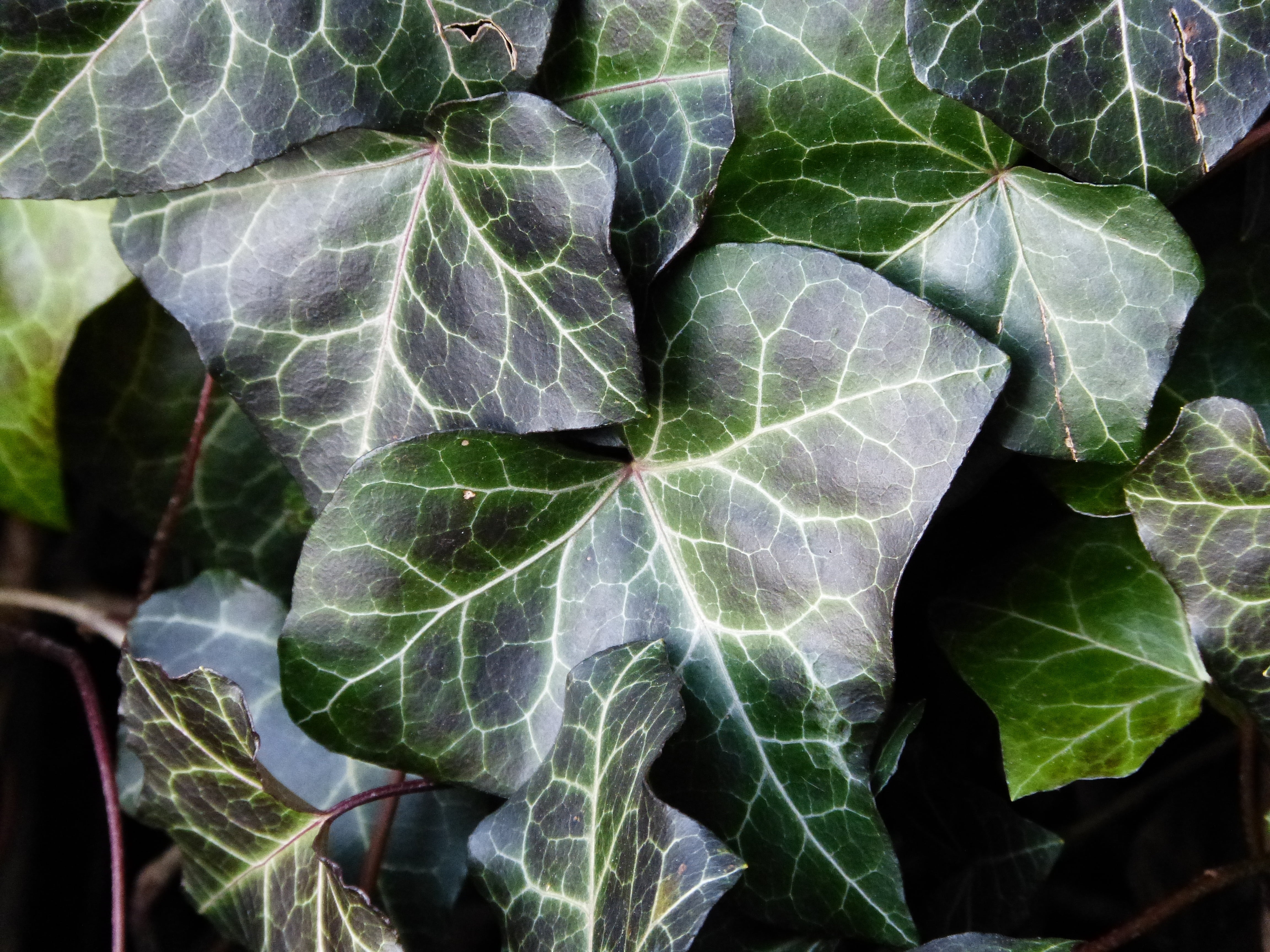 natural pattern, vegetable, overgrown, day, wild, green color, cabbage, ranke, focus on foreground, plant, directly above, fouling, outdoors, green plant, HD Wallpaper