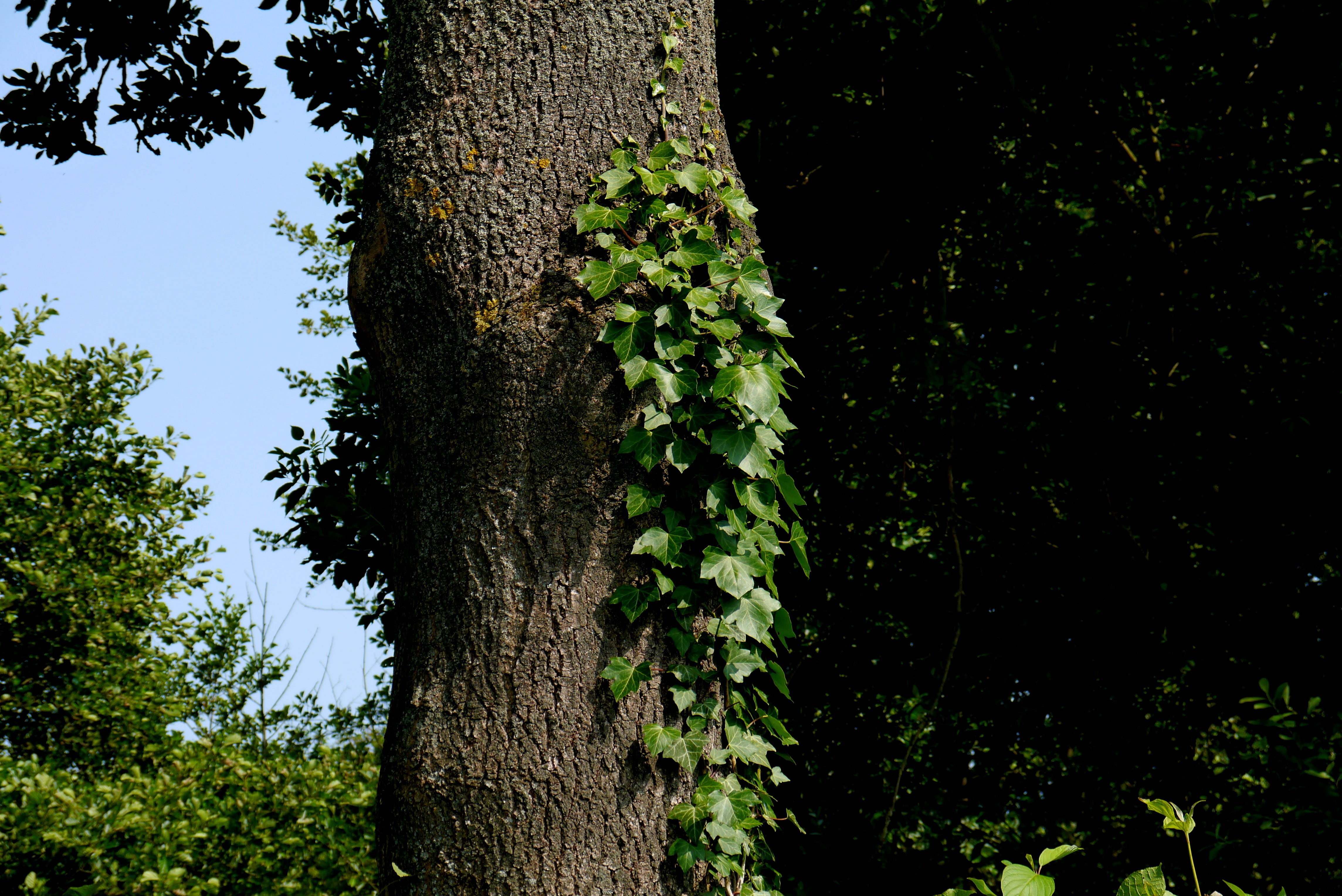 sky, trunk, nature, forest, focus on foreground, sunlight, make the most of, green color, beauty in nature, tree, 4K, tree trunk, ivy, land, ranke, day, HD Wallpaper