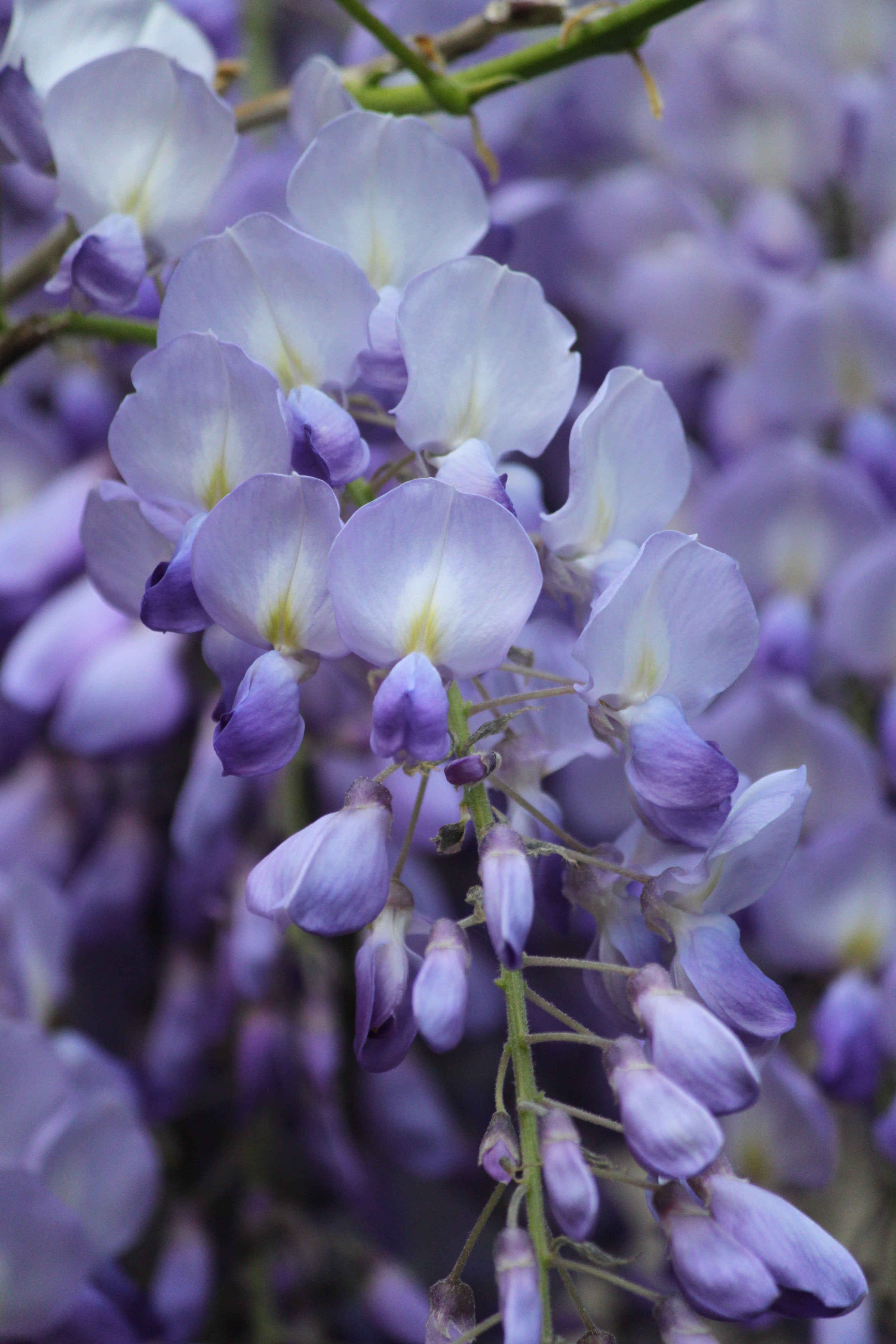 nature, beauty in nature, flowers, day, selective focus, fragility, flower, decorative, blue rain, flora, wisteria, bloom, flower head, plant, close-up, Phone HD Wallpaper