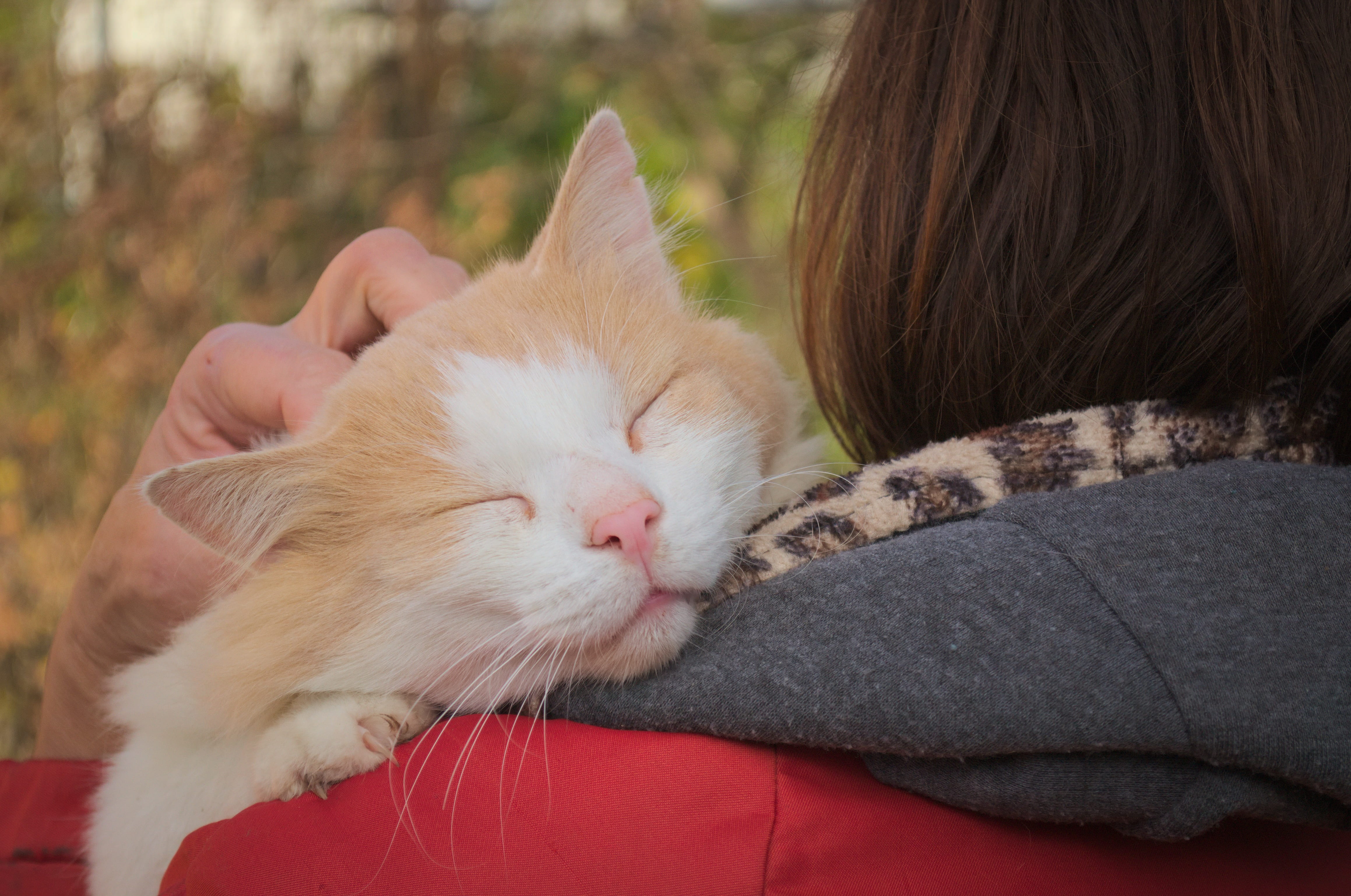 person, resting, pets, domestic animals, domestic, attachment, shoulder, animals, sleeping, cat, mammal, domestic cat, mistress, hug, 4K, favorite, home, HD Wallpaper