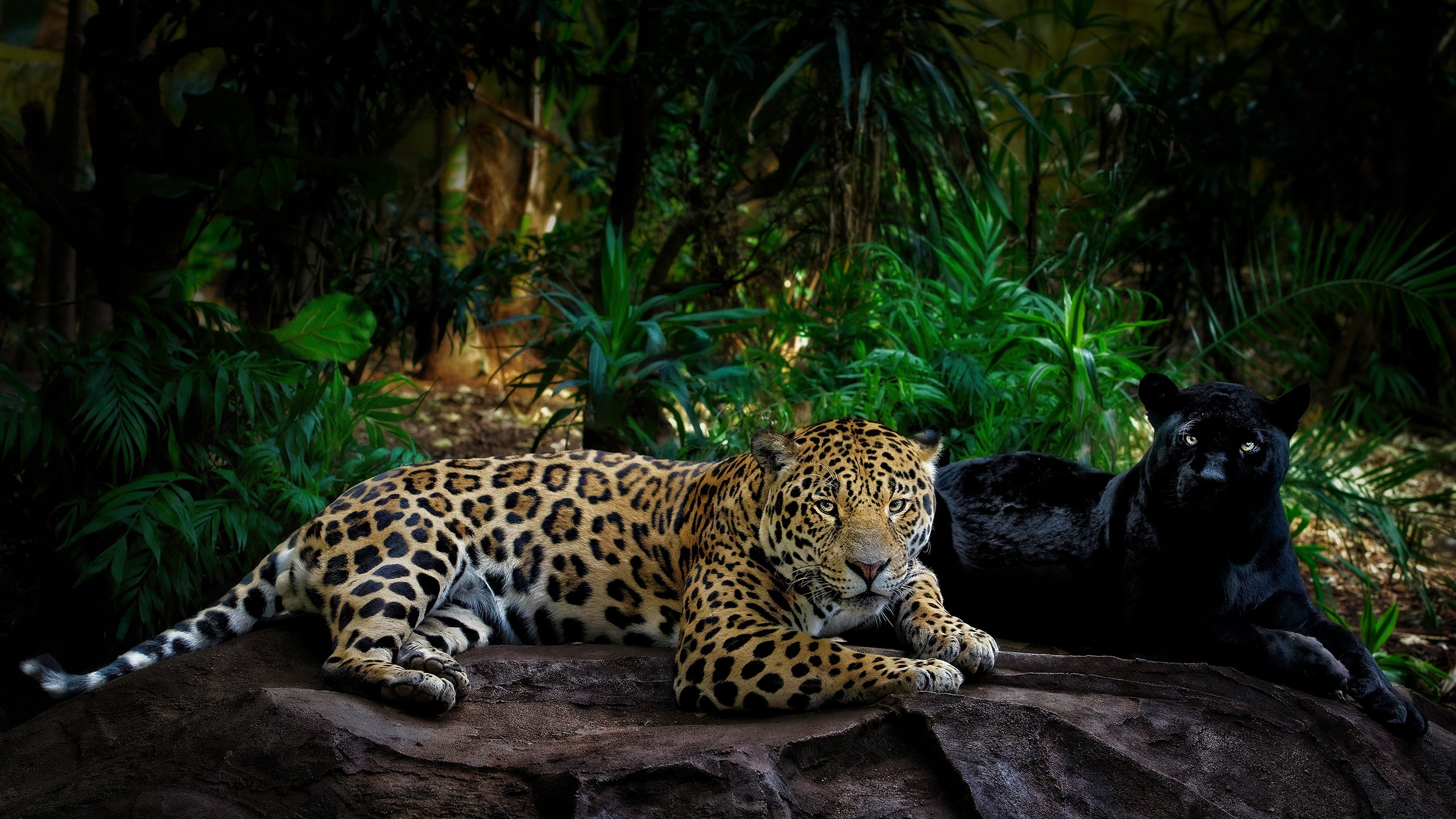 paws, two, Jaguar, wild cats, look, 2K, jungle, greens, leaves, the dark background, light, handsome, lie, stones, palm trees, thickets, pose, pair, Panther, HD Wallpaper