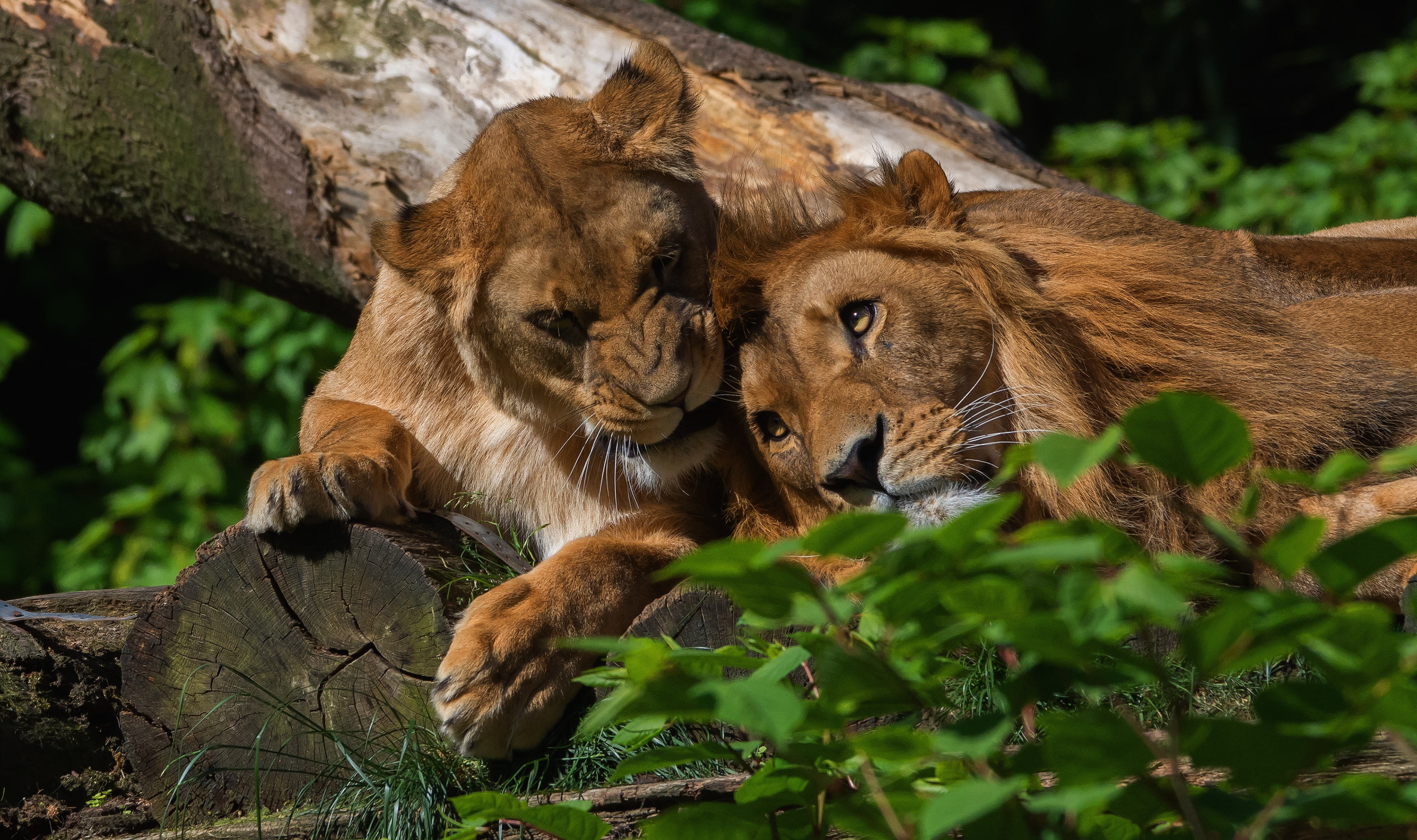 family idyll, summer, nature, look, two cats, two, logs, pair, eyes, love, 2K, lie, log, greens, two lions, face, wild cats, relationship, a couple, female, HD Wallpaper