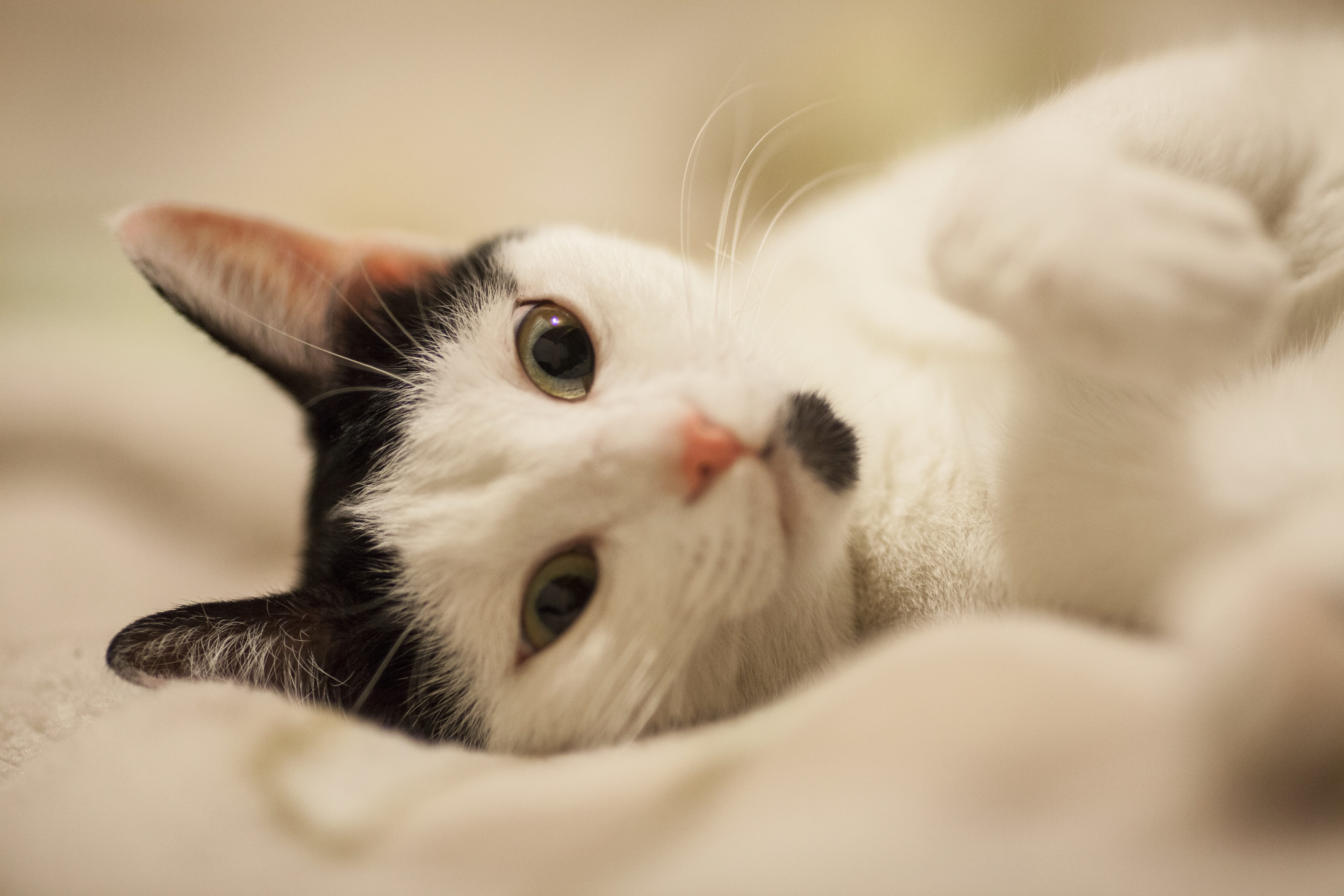 5K, animal body part, animal eye, domestic cat, portrait, sleep, relaxation, domestic, animal, one animal, cat, young, domestic animals, home, fur leather, HD Wallpaper