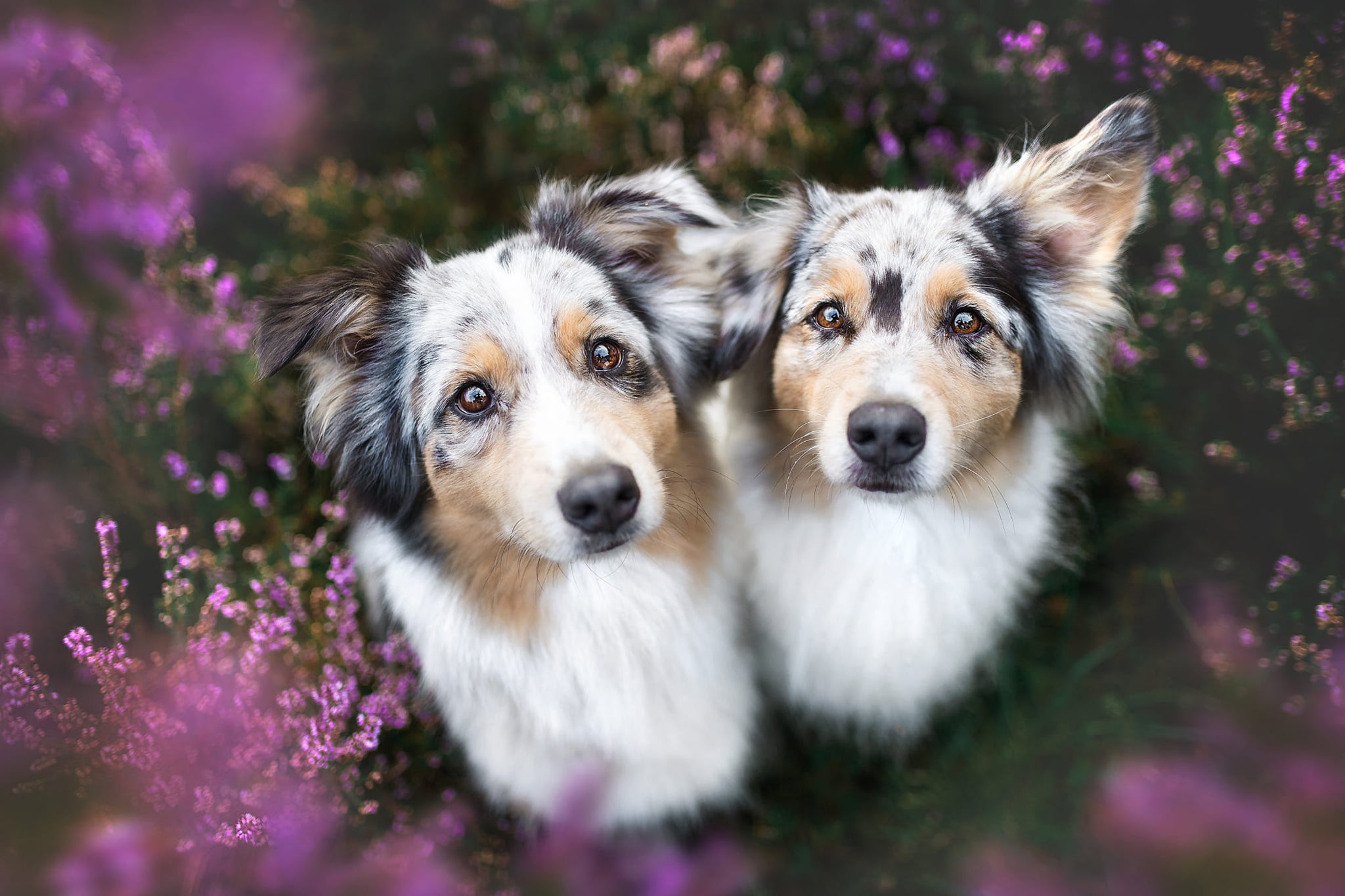 1080P, view, Heather, Aussie, dog, a couple, muzzle, nature, pair, summer, flowers, spotted, two dogs, twins, Australian shepherd, handsome, lawn, two, HD Wallpaper