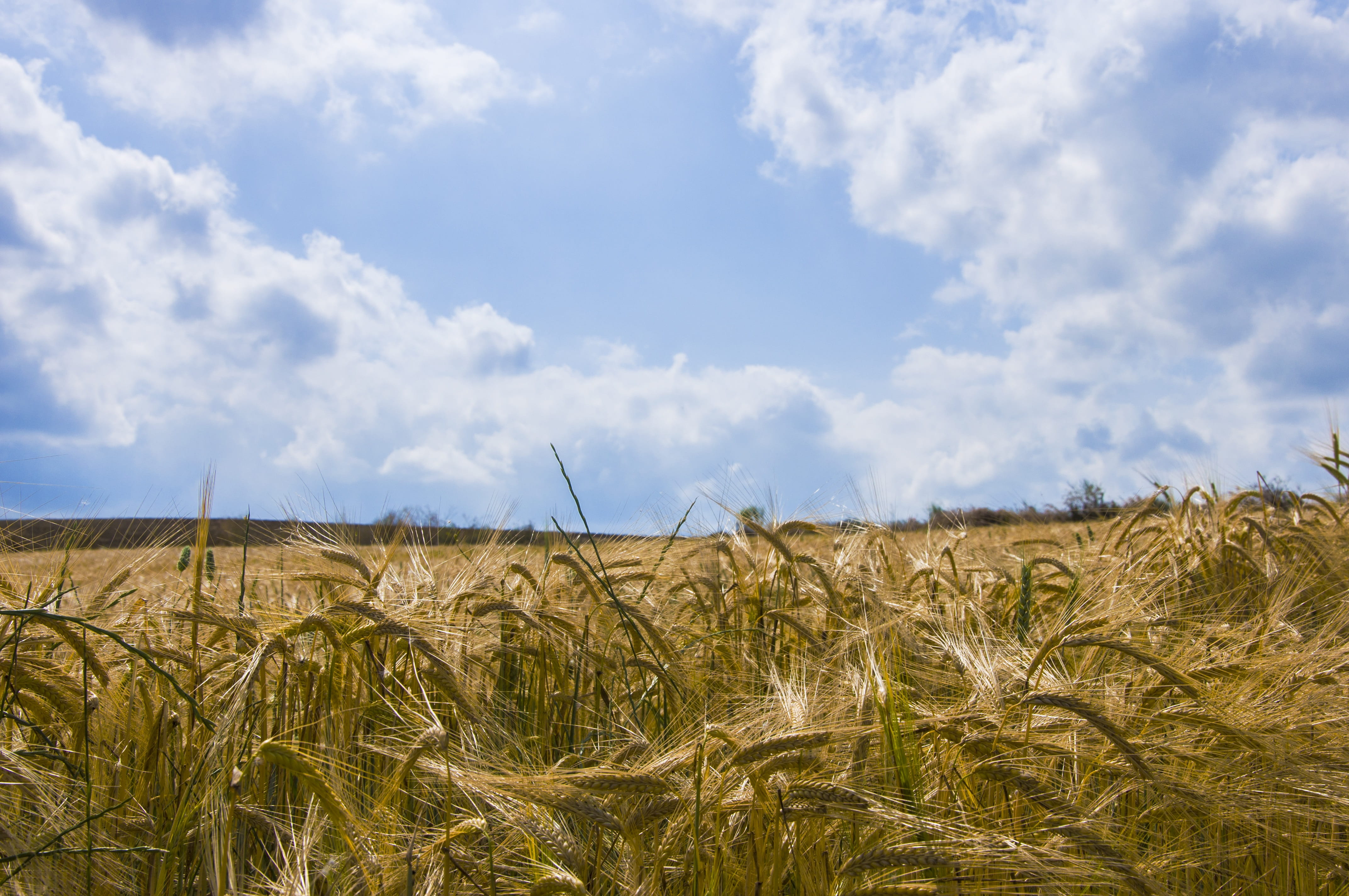 landscapes nature, tranquility, rural scene, doga, 4K, landscape nature, mill, reflection, beach, cereal plant, plant, farm, wheat, beauty in nature, growth, HD Wallpaper