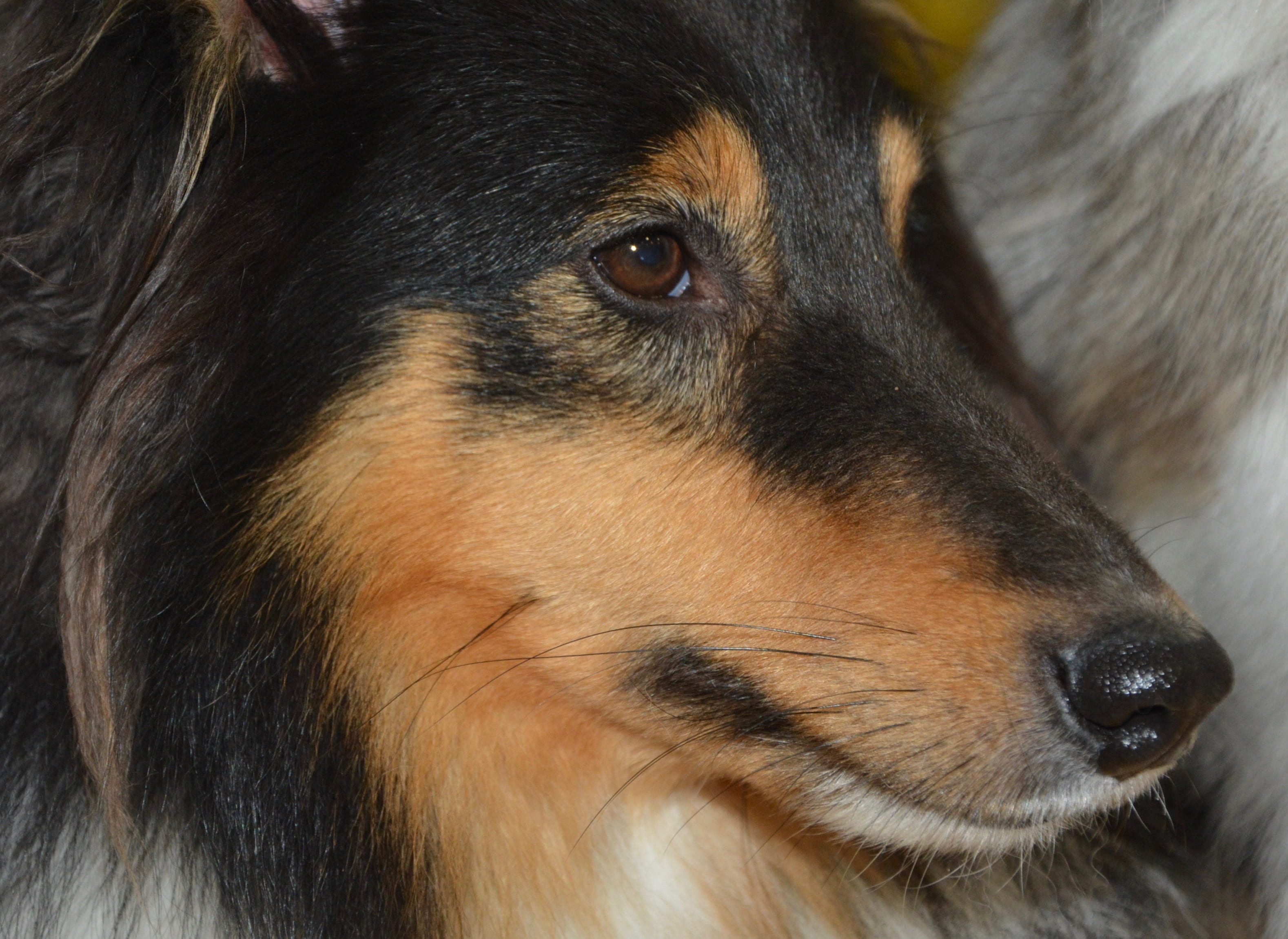 pet dog, the long muzzle end, canine, mammal, profile dog, 2K, profile view, eyes muzzle nose dog, animal, domestic, color tri-color, no people, german shepherd, HD Wallpaper