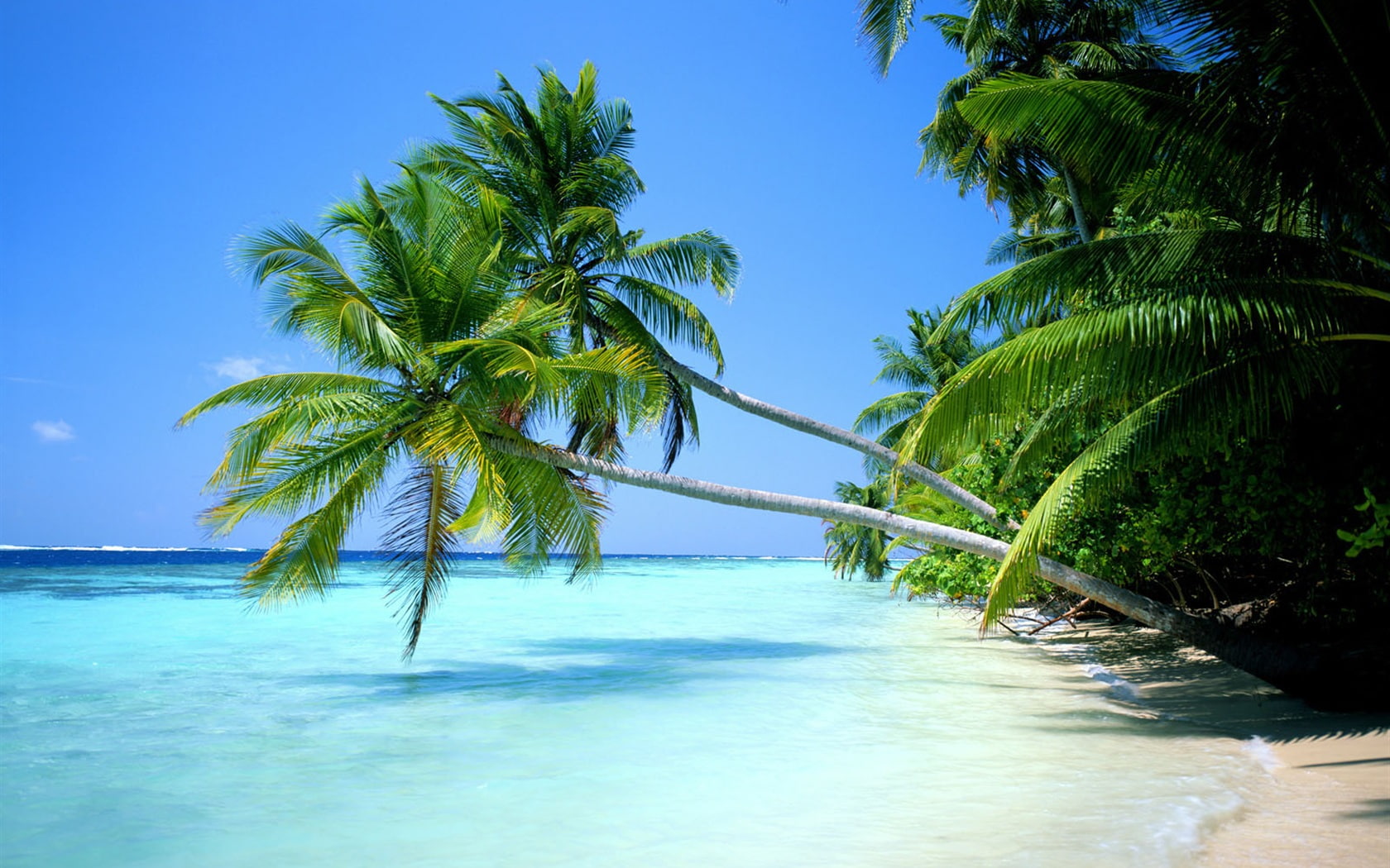 Sea, close, 720P, Palm, Beach, tree, contact, HD Wallpaper