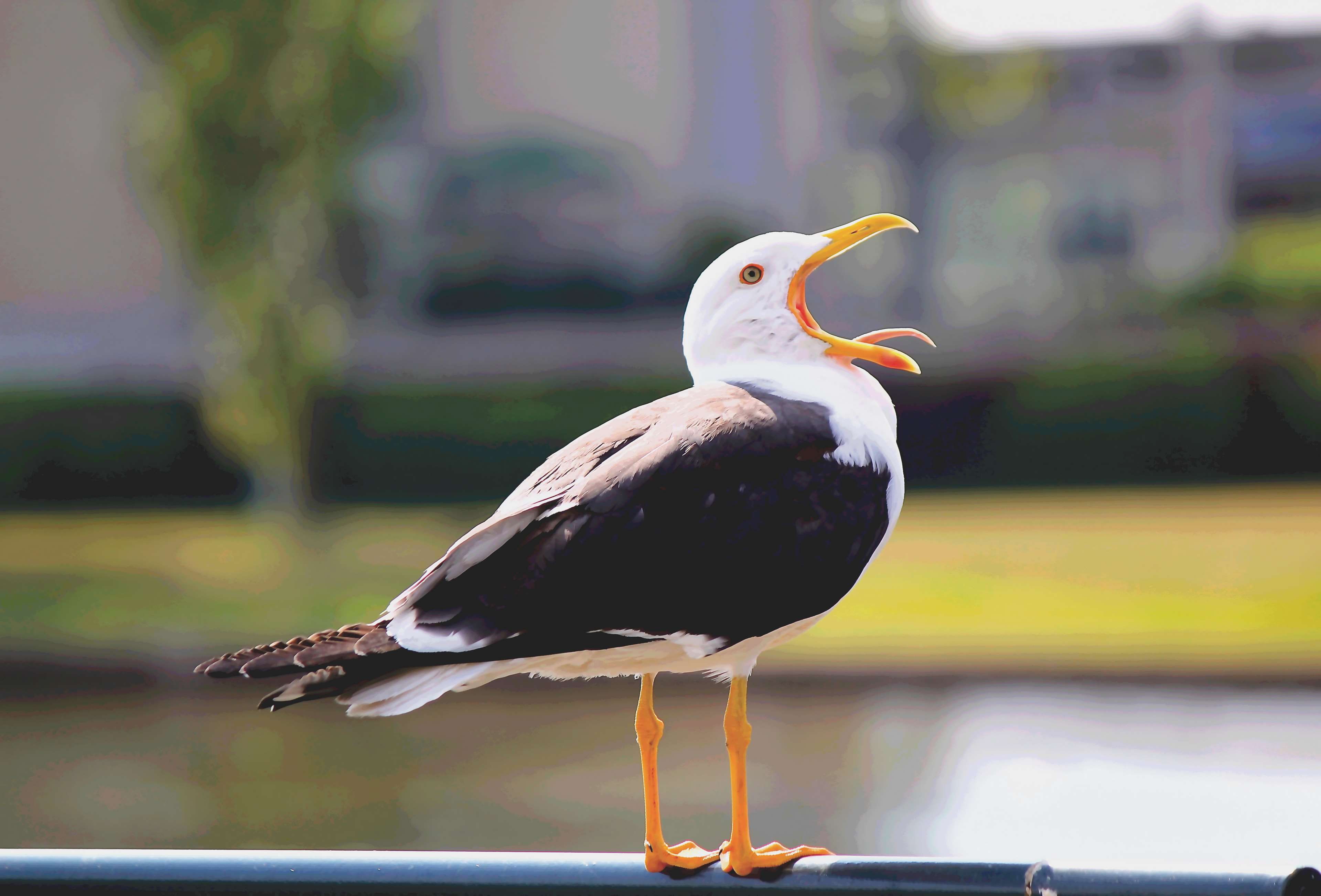 vertebrate, outdoors, nature, full length, railing, wood - material, yawn, day, perching, animal, bird, beak, no people, animal themes, 4K, animal wildlife, HD Wallpaper