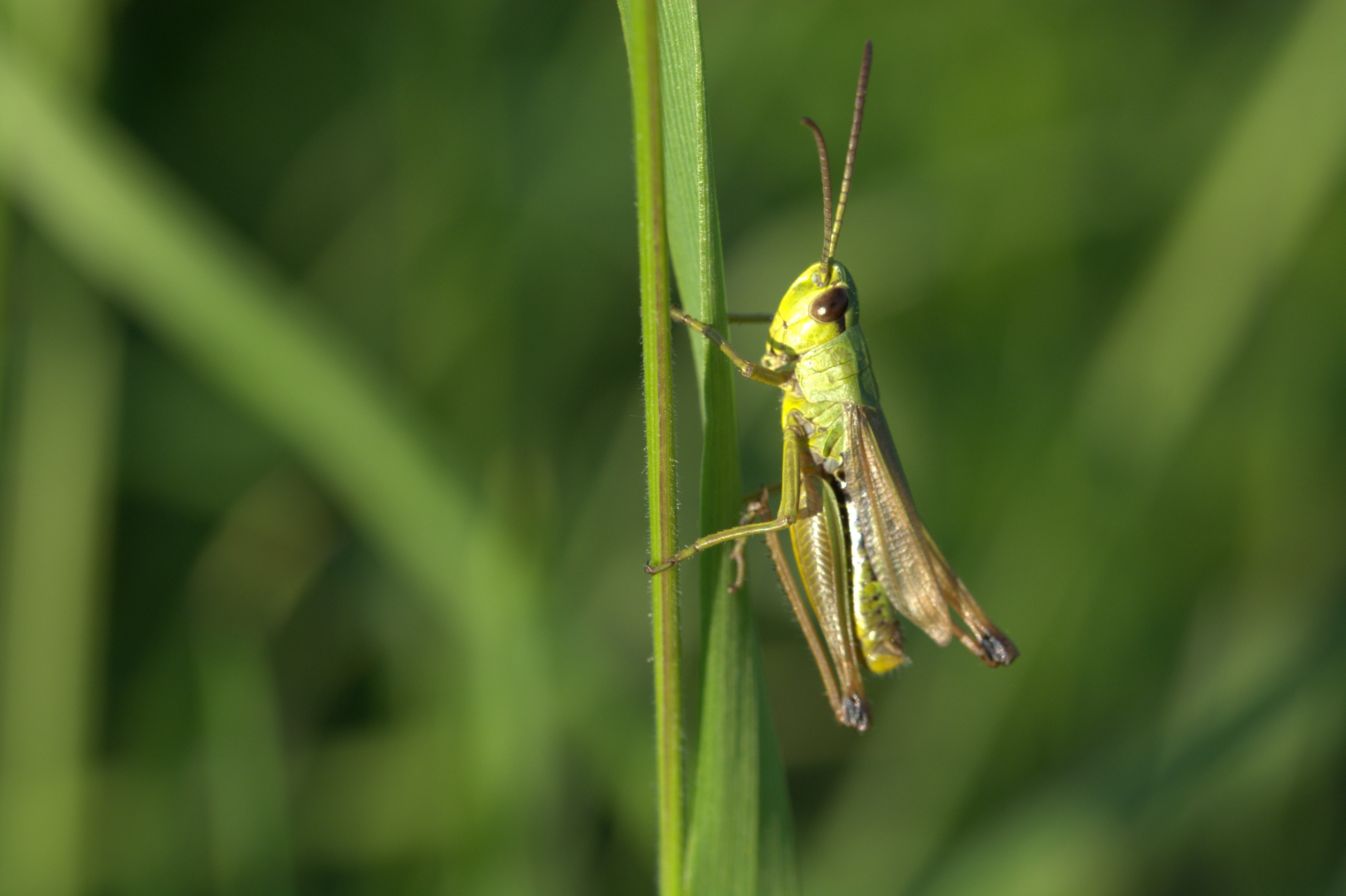 green color, animal themes, close-up, plant part, grille, macro, plant, nature, invertebrate, one animal, day, animal, grasshopper, insect, outdoors, 5K, HD Wallpaper