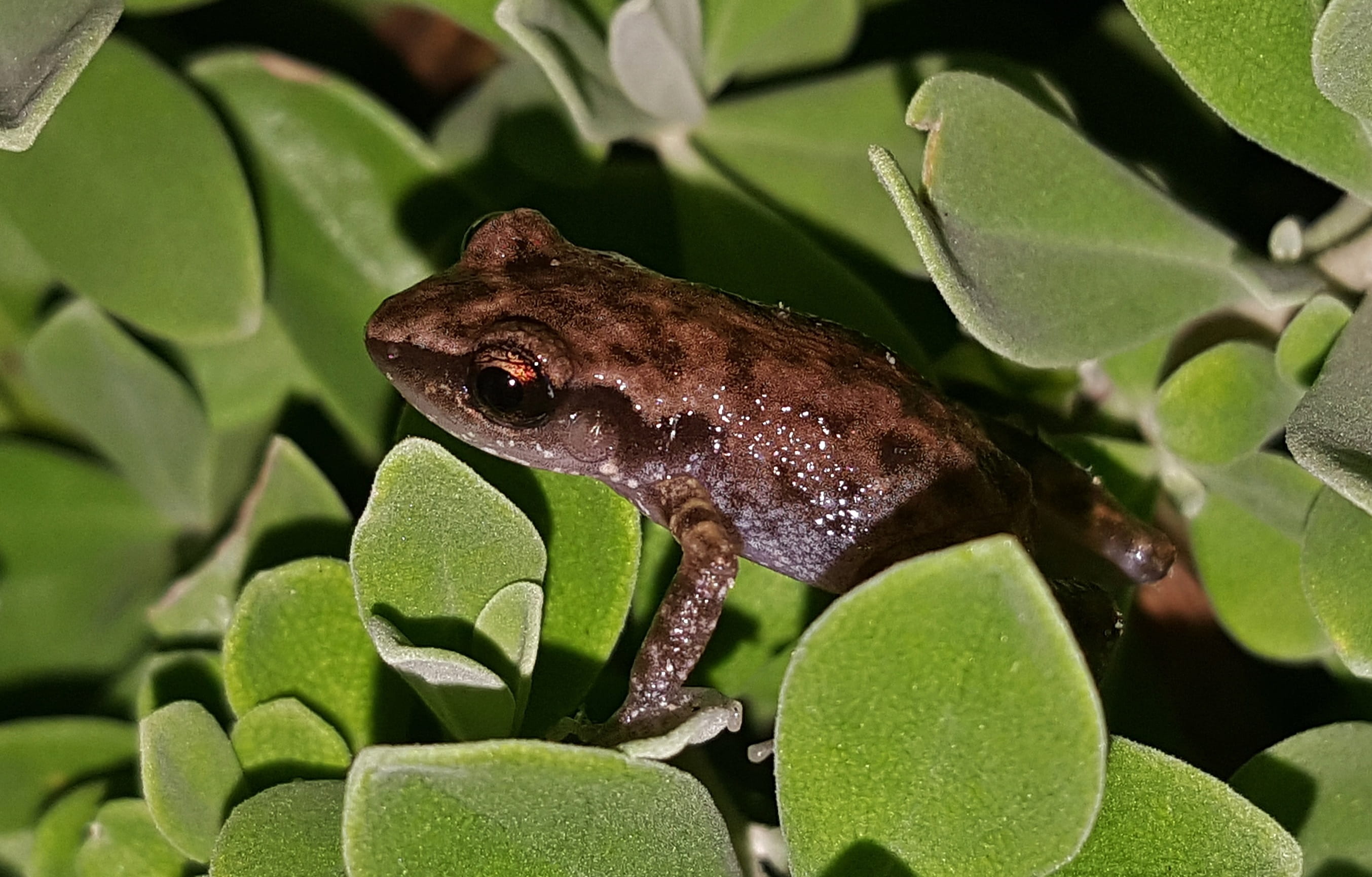 day, animal wildlife, frog, close up, vertebrate, leaf, animal, fauna, one animal, Froglet, animals in the wild, lizard, growth, biology, tree, animal themes, HD Wallpaper