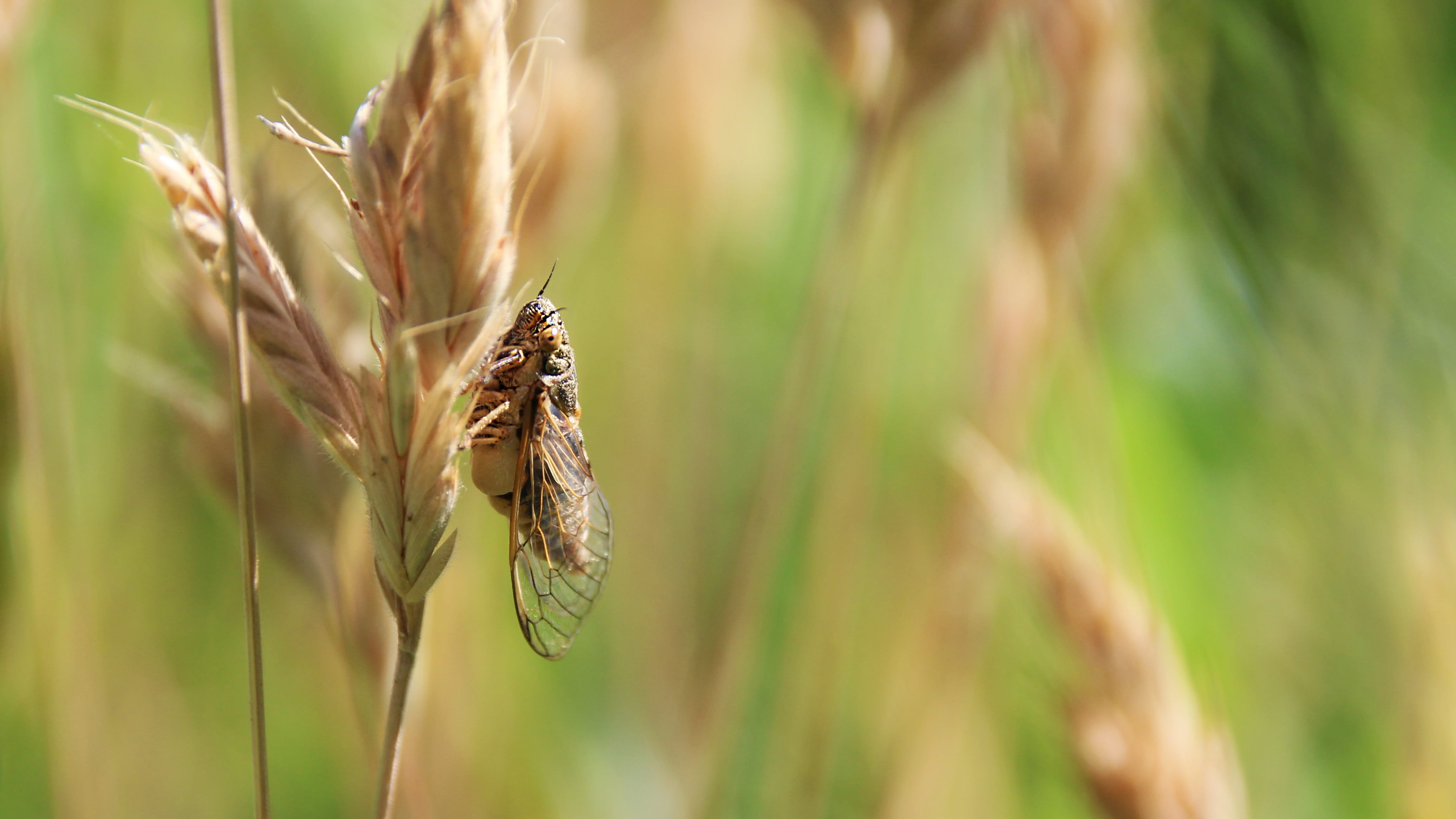 day, no people, landscape, 4K, growth, selective focus, crop, chirp, nature, rural scene, land, field, farm, plant, cereal plant, brown, close-up, beauty in nature, HD Wallpaper