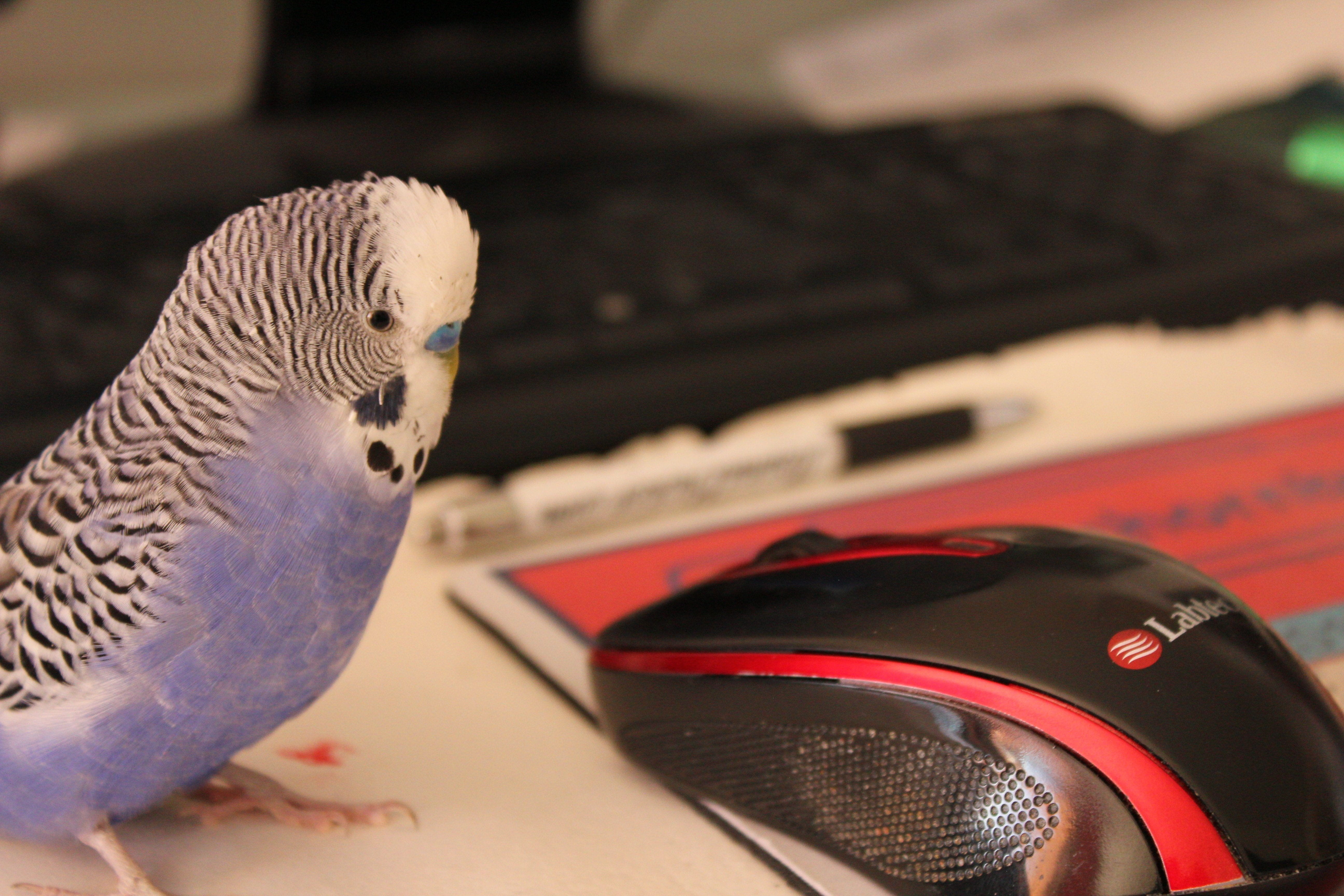indoors, vertebrate, computer mouse, poser, blue, domestic animals, one animal, pet, wing, domestic, male, bird, animal wildlife, animal body part, cage, HD Wallpaper
