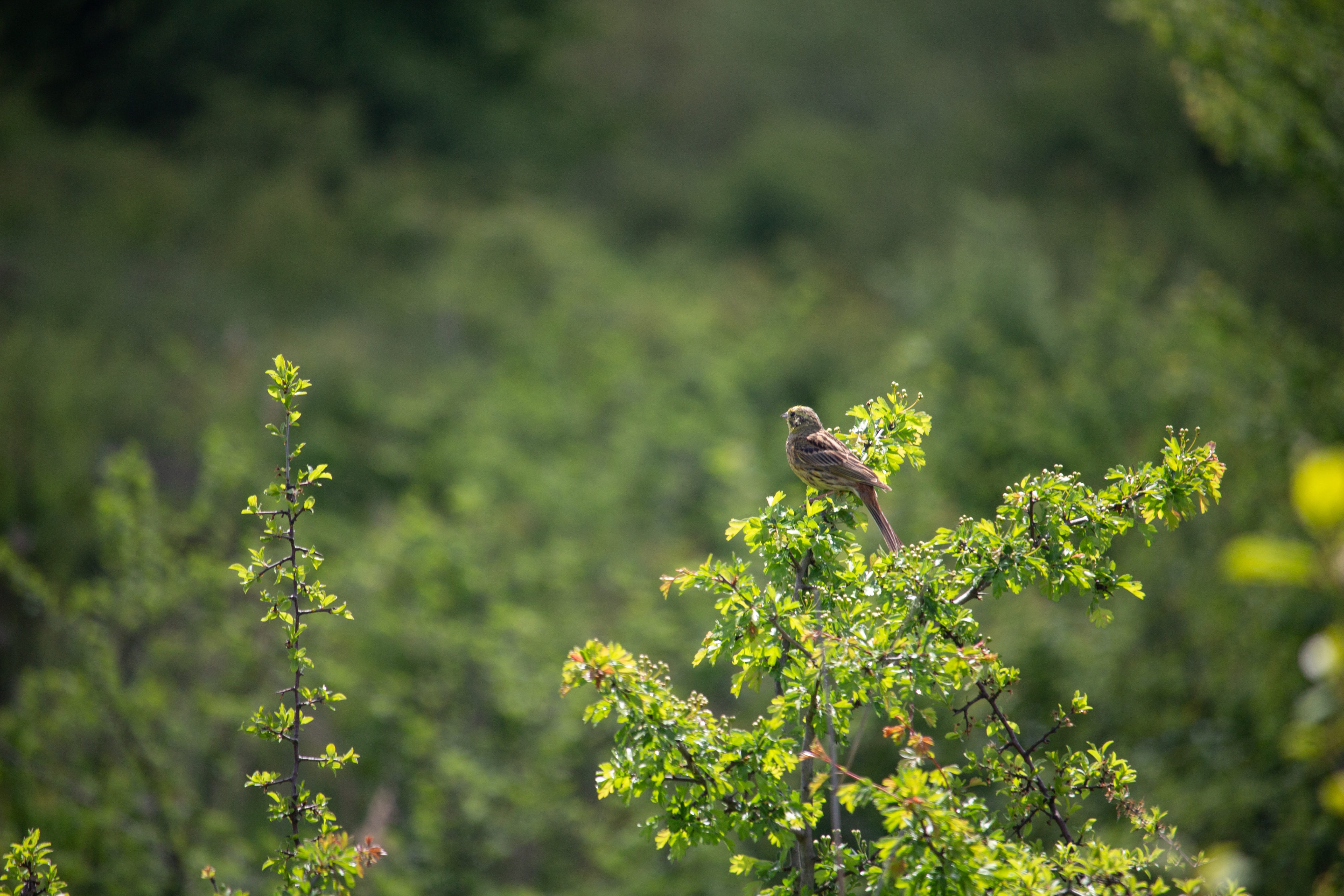 focus on foreground, songbird, spring, twitter, no people, outdoor, animal wildlife, freshness, growth, selective focus, birds, animal, vertebrate, 5K, HD Wallpaper