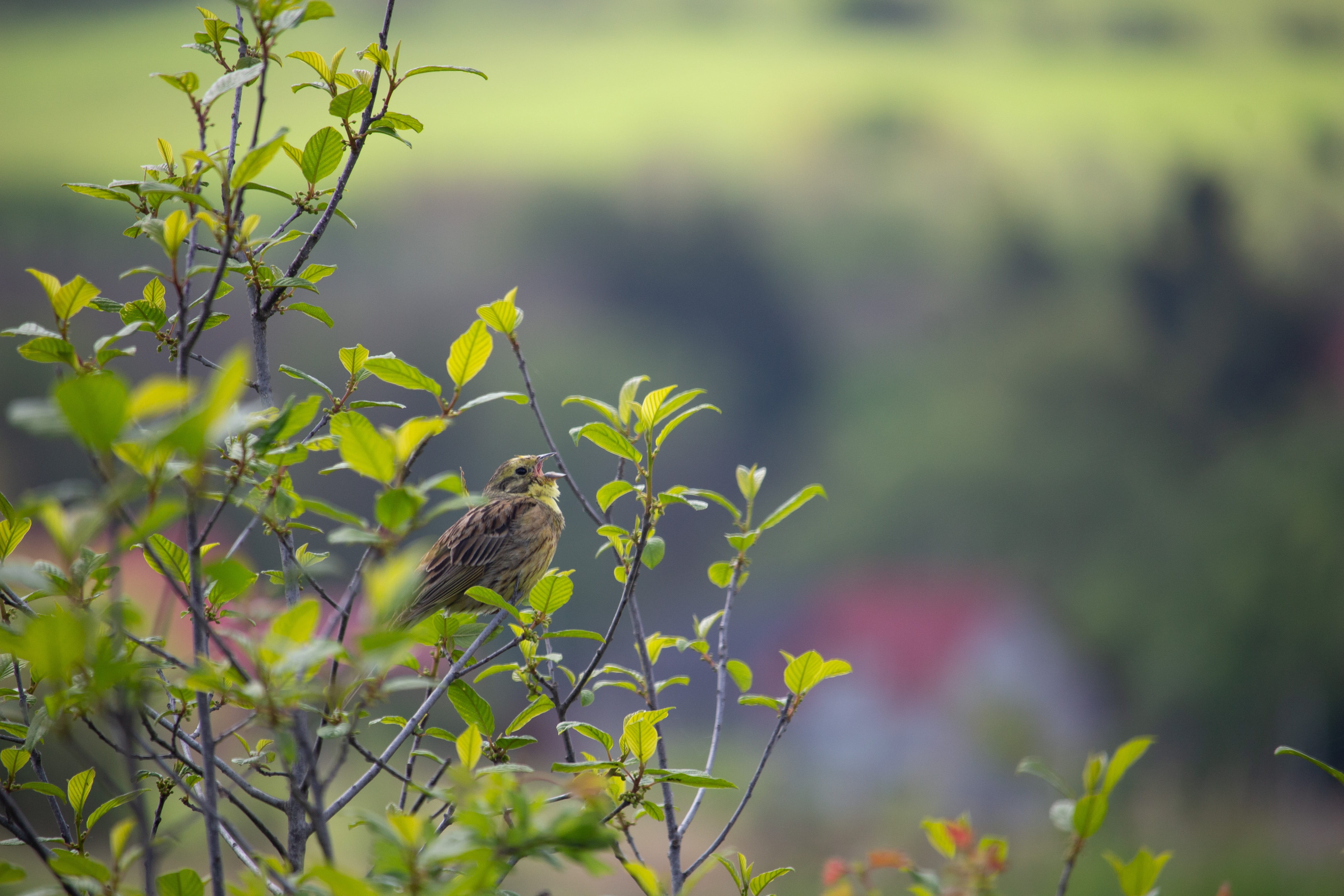 animal, animal wildlife, focus on foreground, chirp, outdoor, perching, plant, nature, no people, green color, leaf, animals in the wild, yellowhammer, HD Wallpaper