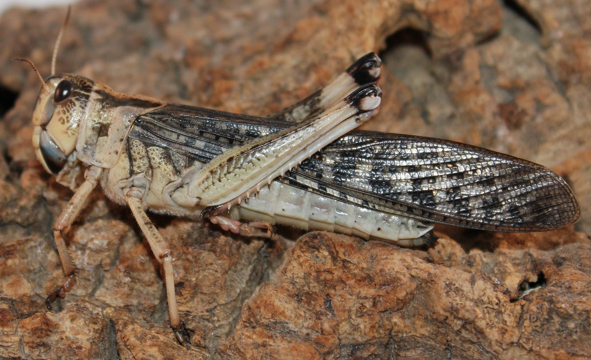no people, solid, Macro, outdoors, pest, one animal, close-up, wildlife, animal wing, Insect, rock, Grasshopper, animal themes, day, nature, animal, invertebrate, HD Wallpaper
