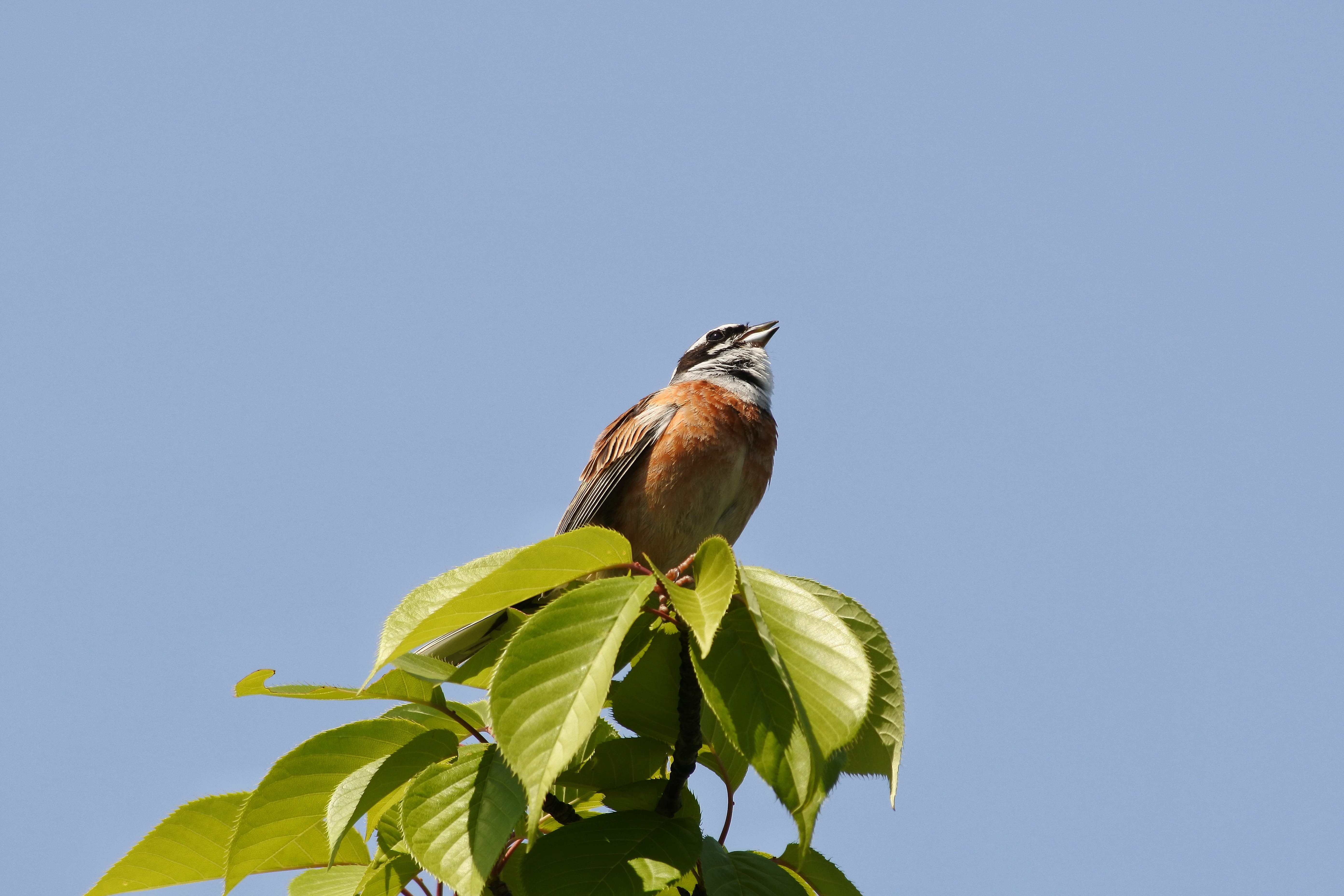 day, low angle view, wild animal, vertebrate, bunting, blue, leaf, animal themes, perching, nature, little bird, outdoors, clear sky, plant part, no people, HD Wallpaper