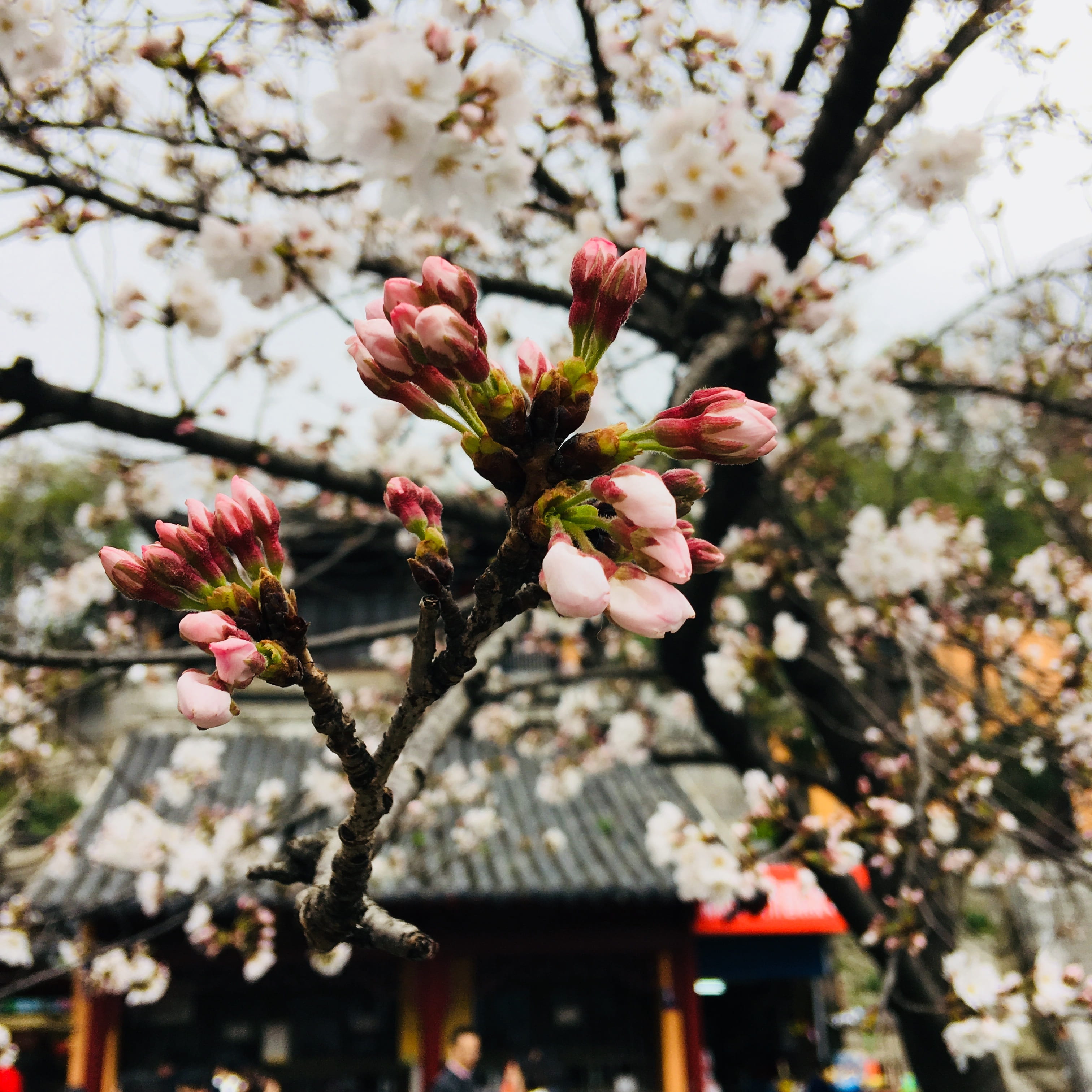 cherry blossom, close-up, vulnerability, chicken chirp temple road, flower head, cherry tree, nature, day, blossom, flower, flowering plant, 2K, branch, Phone HD Wallpaper