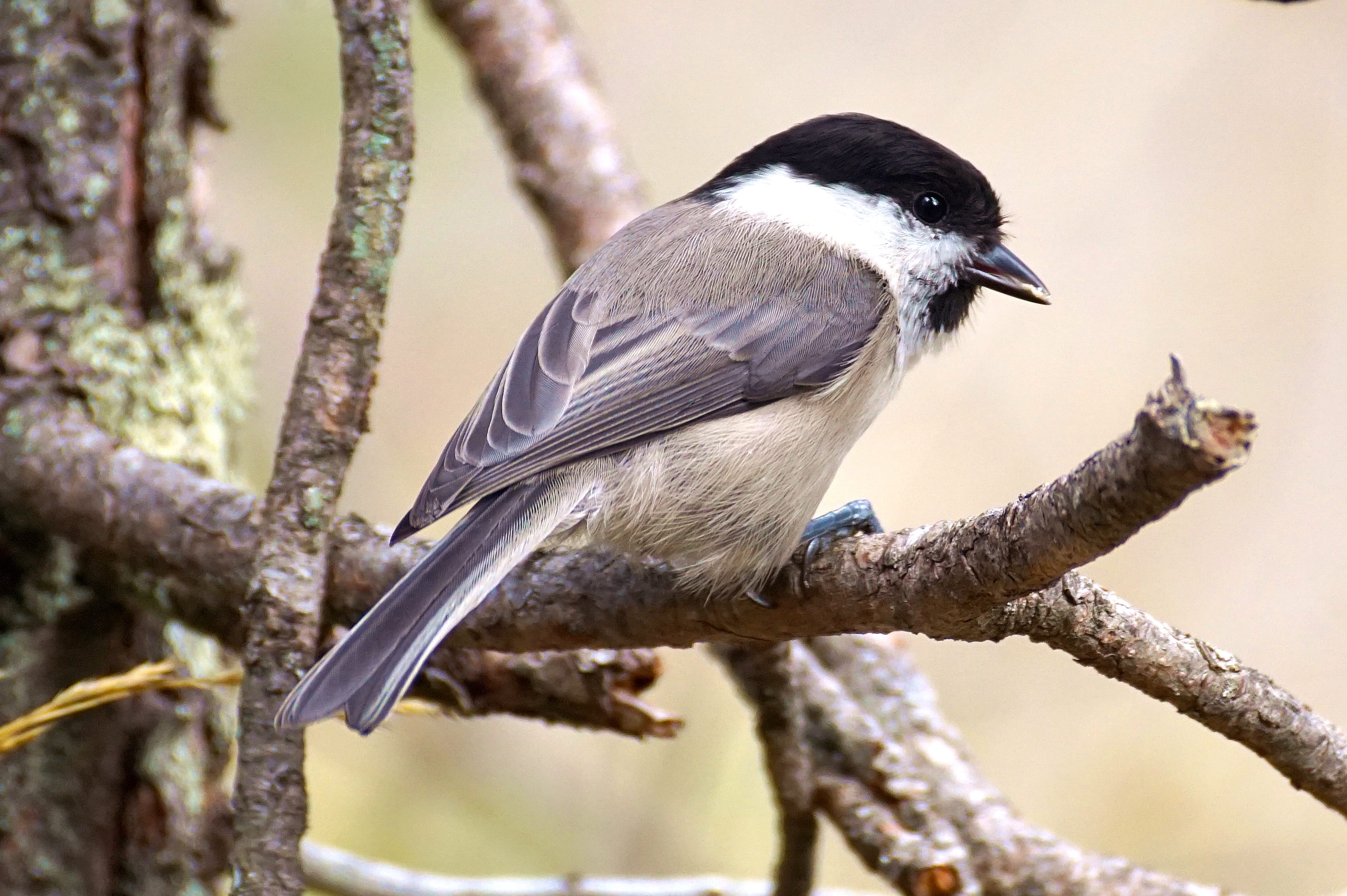 outdoors, gray, one animal, black color, profile view, vertebrate, tit, songbird, cute, beauty in nature, animals in the wild, marsh tit, tree, 2K, bird, HD Wallpaper