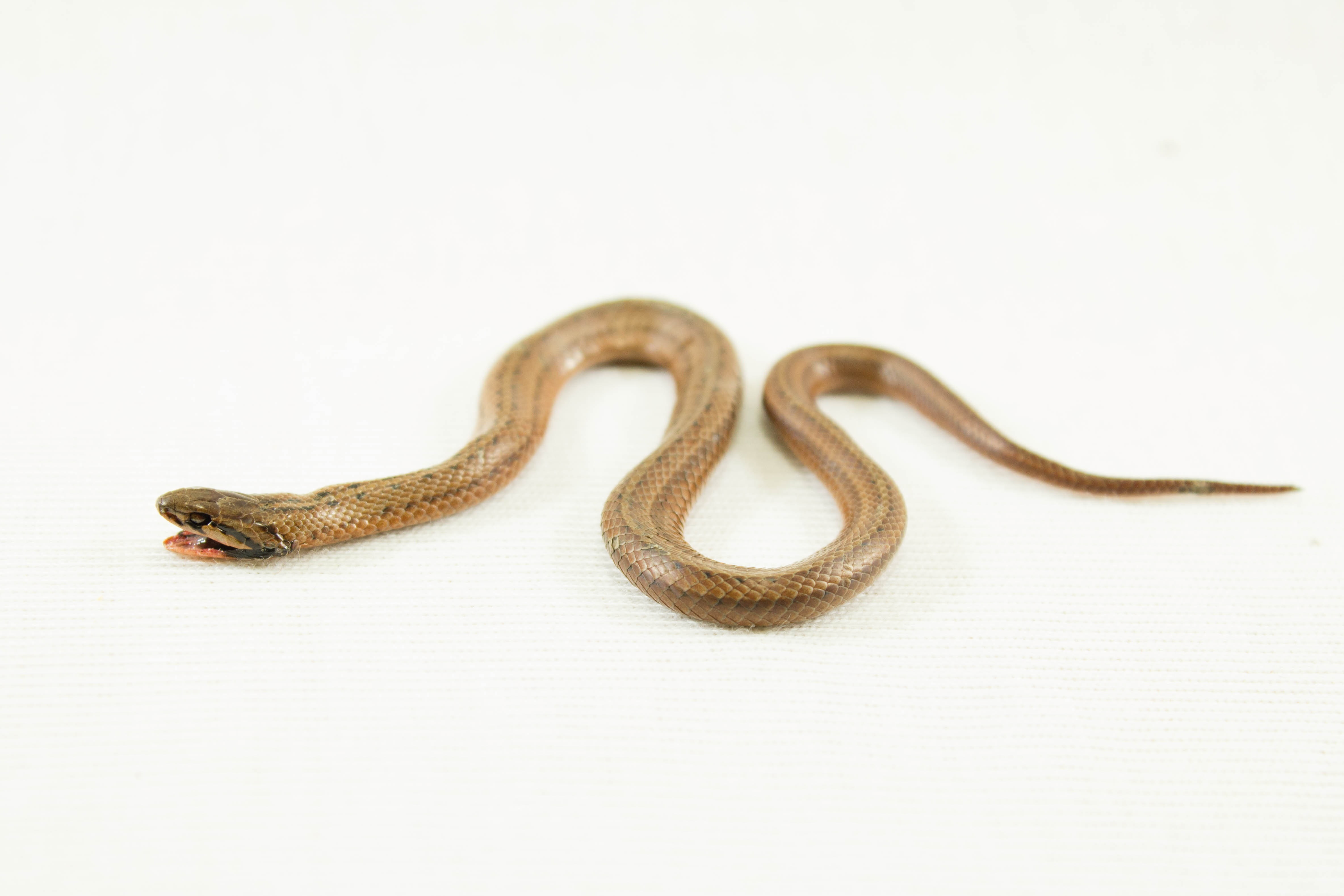 poisonous, reptile, pattern, animal wildlife, white, day, no people, fang, python, one animal, indoors, full length, animal themes, animal, cobra, poison, HD Wallpaper