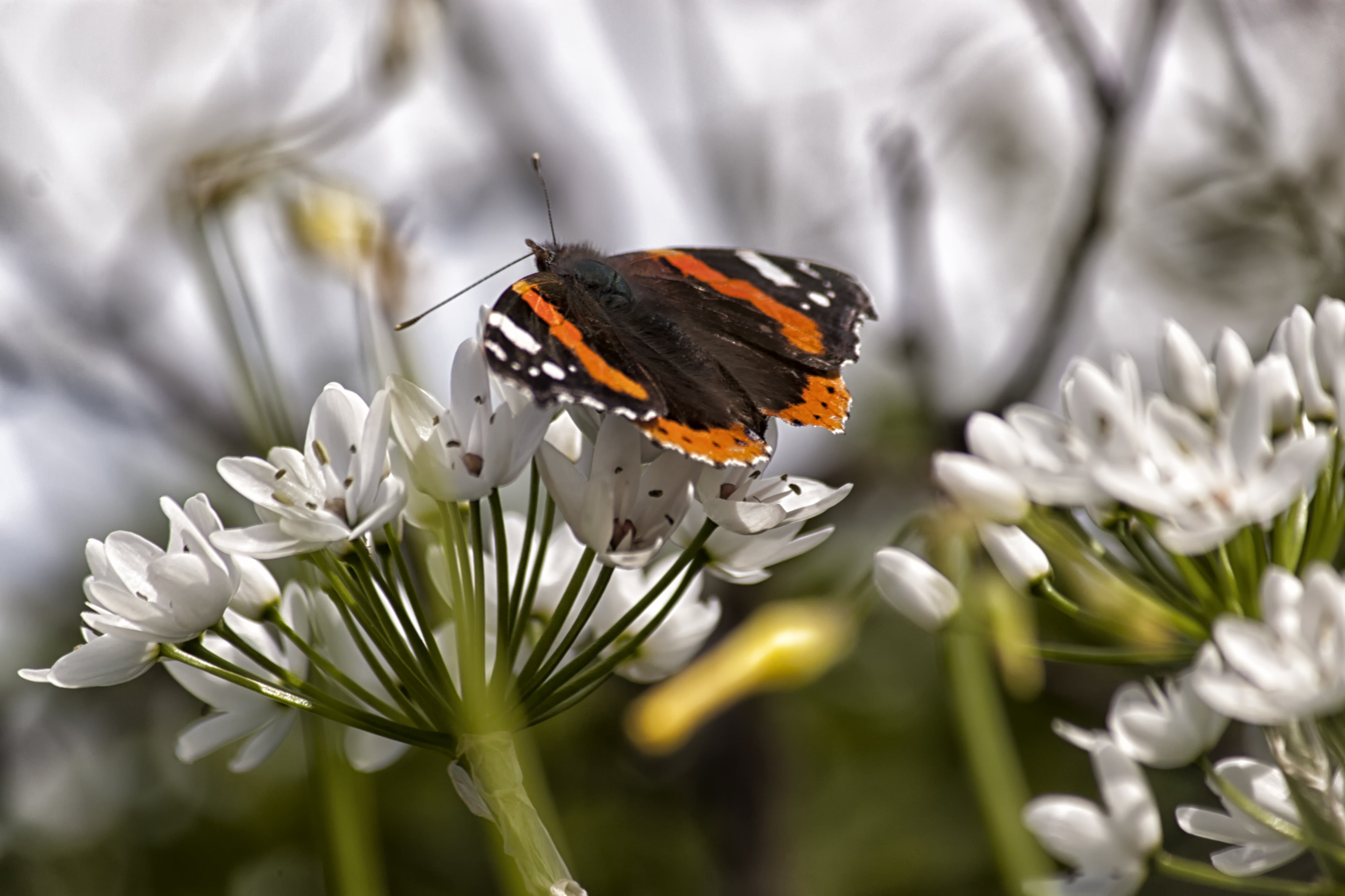 beauty In Nature, white Admiral, flower, white, φύση, Rethymno, admiral, animal Wing, summer, almost here, animal, Crete, butterfly - Insect, butterfly, HD Wallpaper