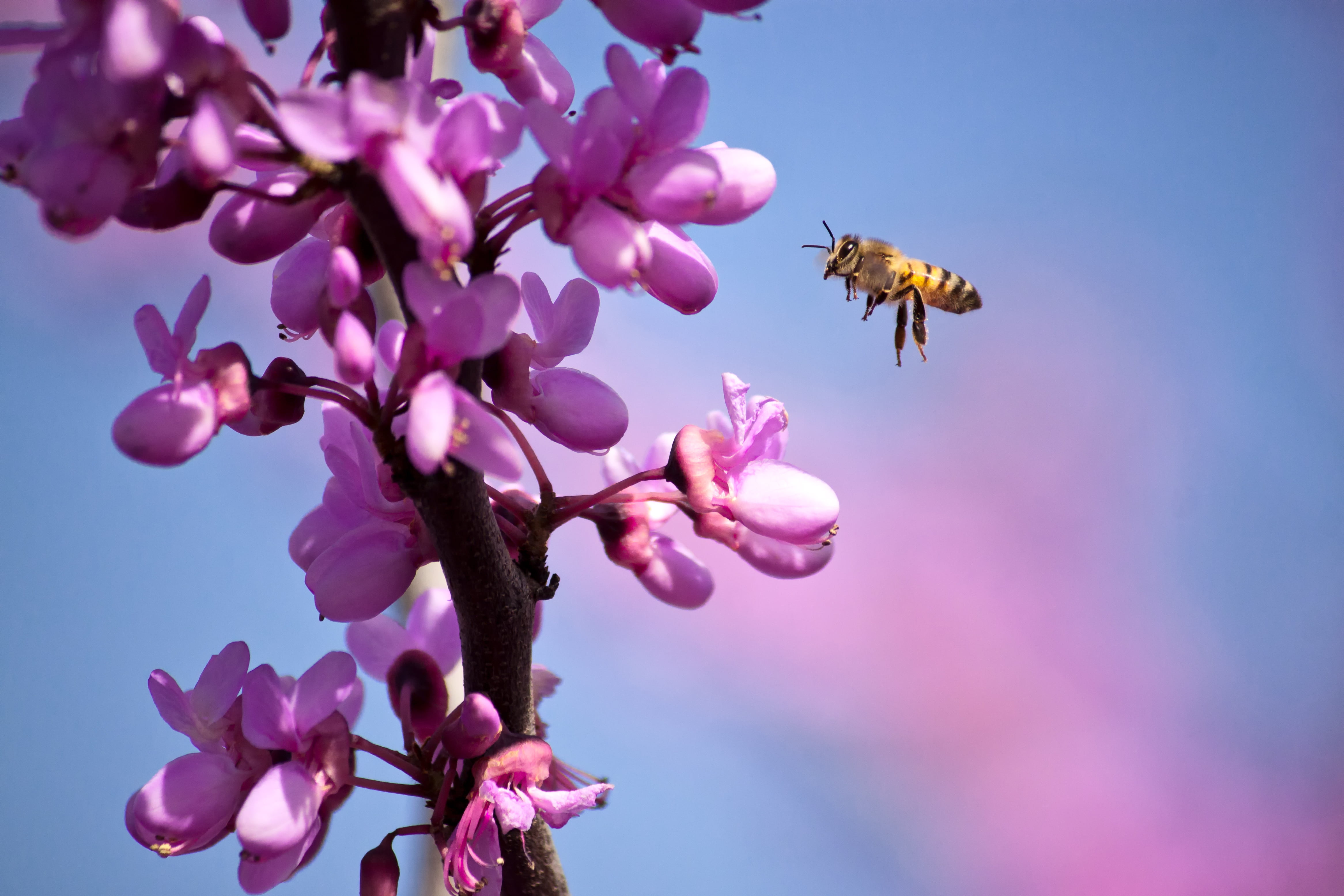 petal, plant, φύση, flower, μέλισσα, Rethymno, flying, Κρήτη, blossoms, nature, redbud, shallow, Crete, flight, focus, flights, purple, yellow, near, photography, HD Wallpaper