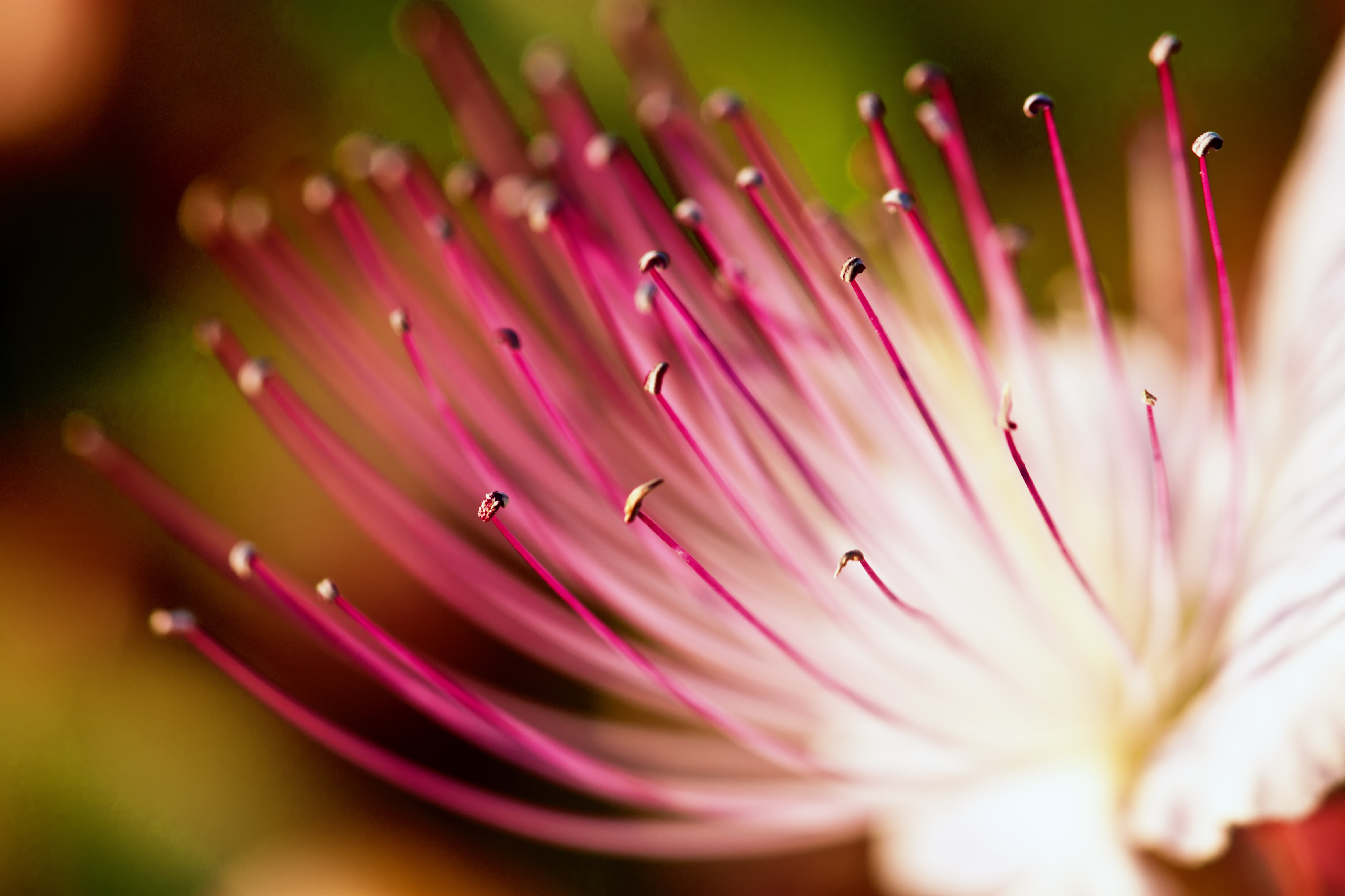 nature, 4K, Κρήτη, Caper, macro, stamens, photo, petal, flower, Rethymno, φύση, Crete, plant, close-up, pink, close, HD Wallpaper