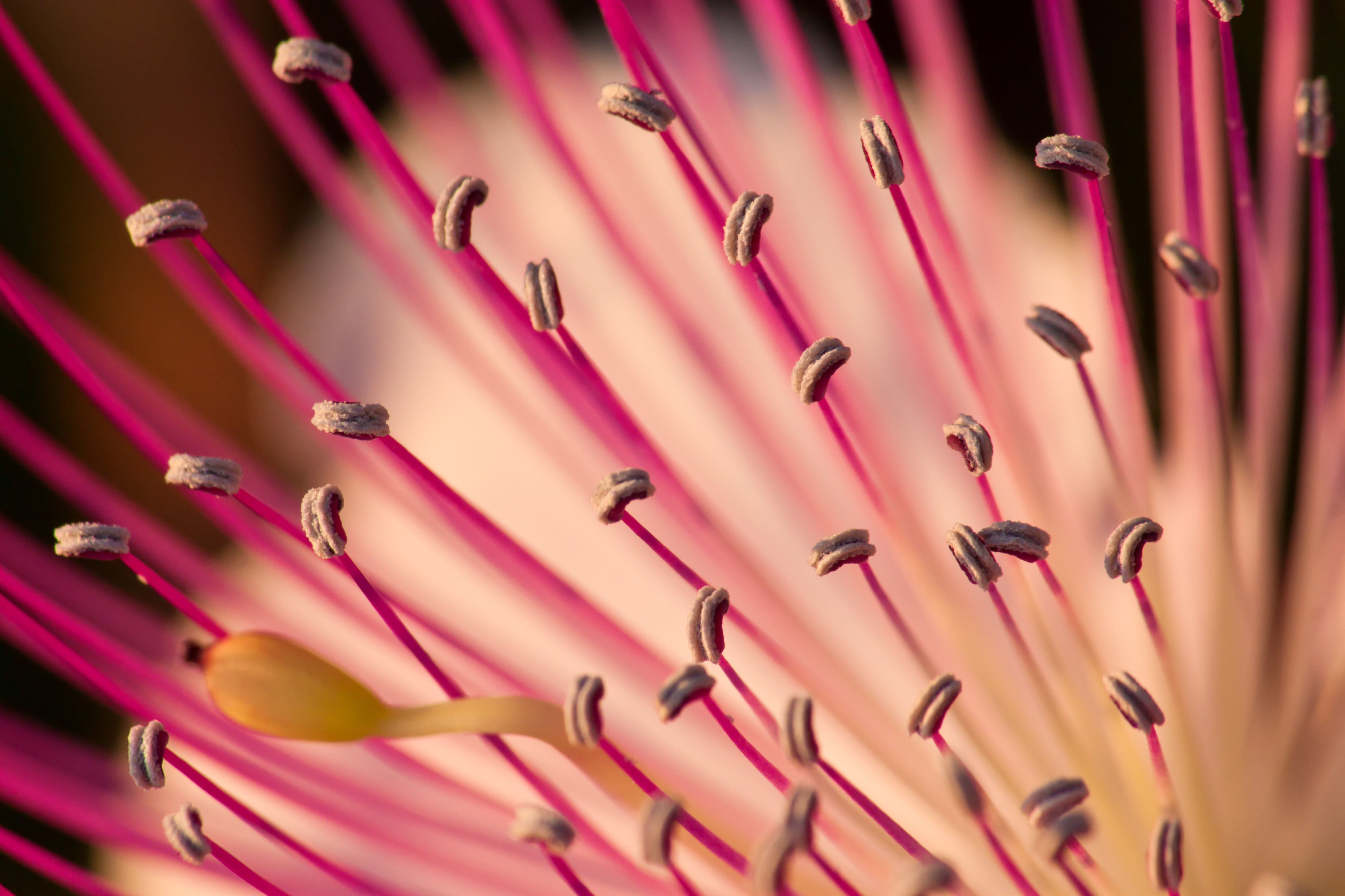 Rethymno, macro photography, pink, macro, flower, nature, Crete, photography, Κρήτη, 4K, stigmas, Caper, HD Wallpaper