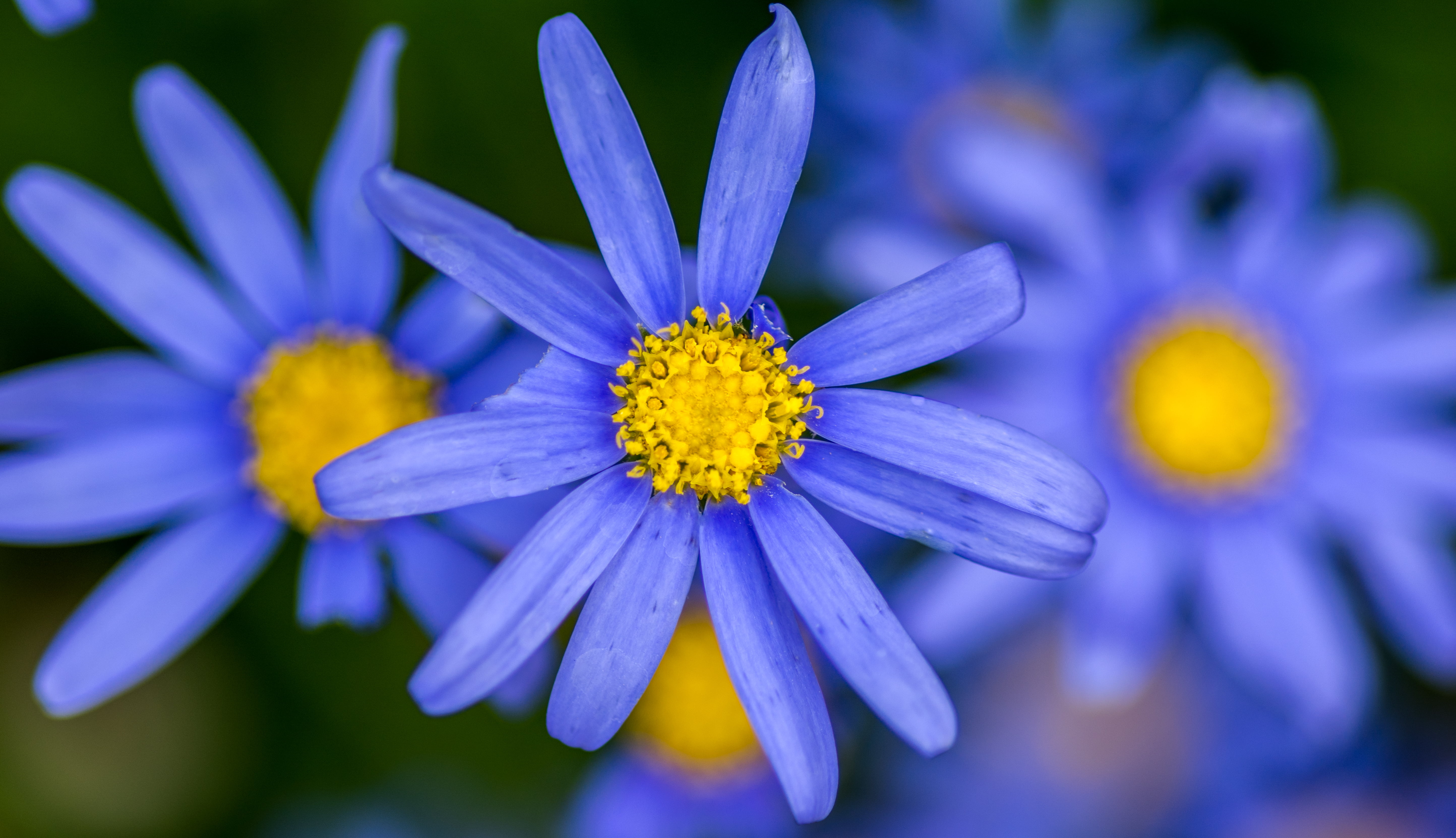 mother nature, international, springtime, download, Explore, botanical, Photographer, image, California, photography, flower, San Diego, photographers, HD Wallpaper