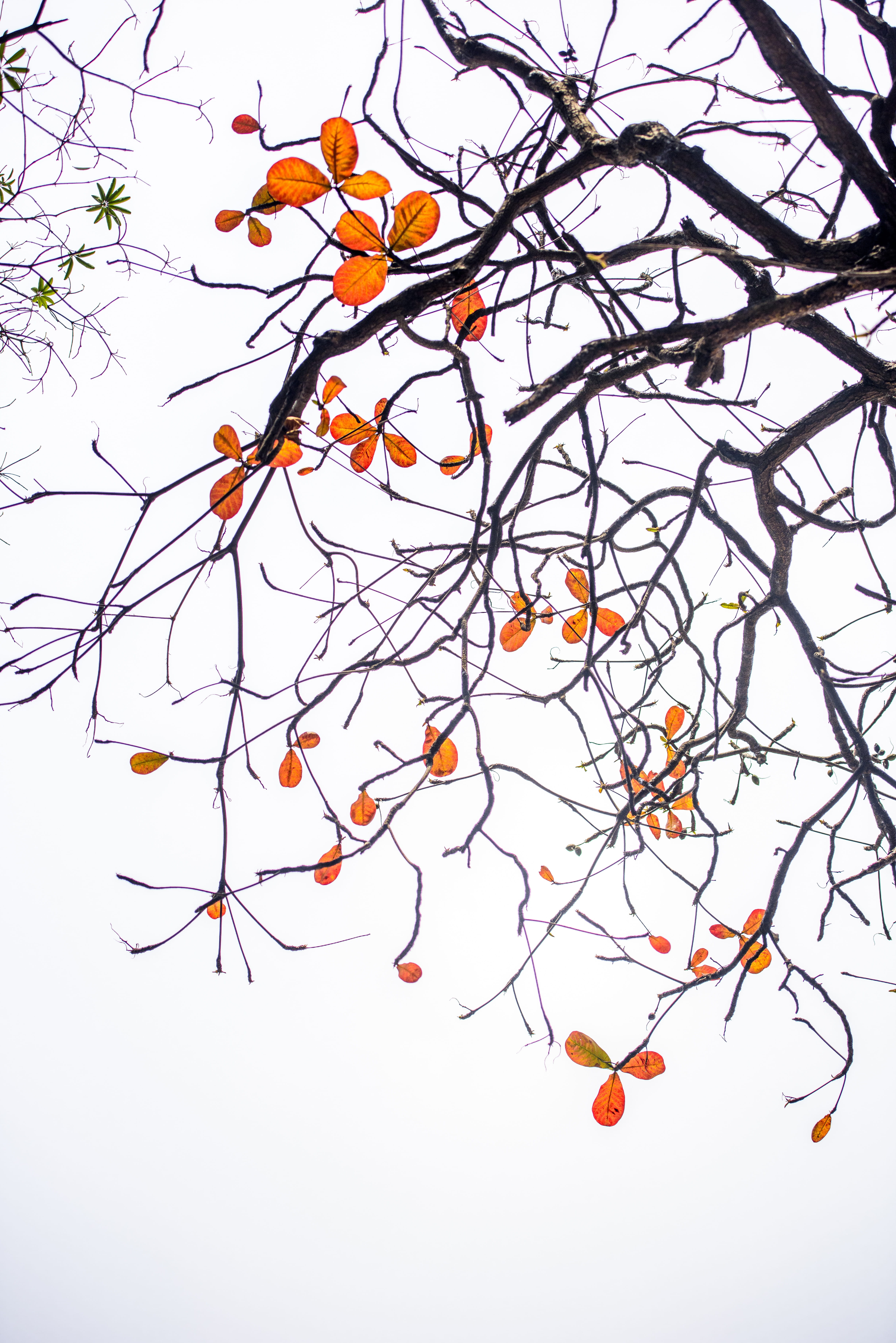 leaf, sky, day, berry fruit, colorful, tranquility, 5K, low angle view, branch, clear sky, red leaf season, food, terminalia catappa tree, outdoors, season, Phone HD Wallpaper