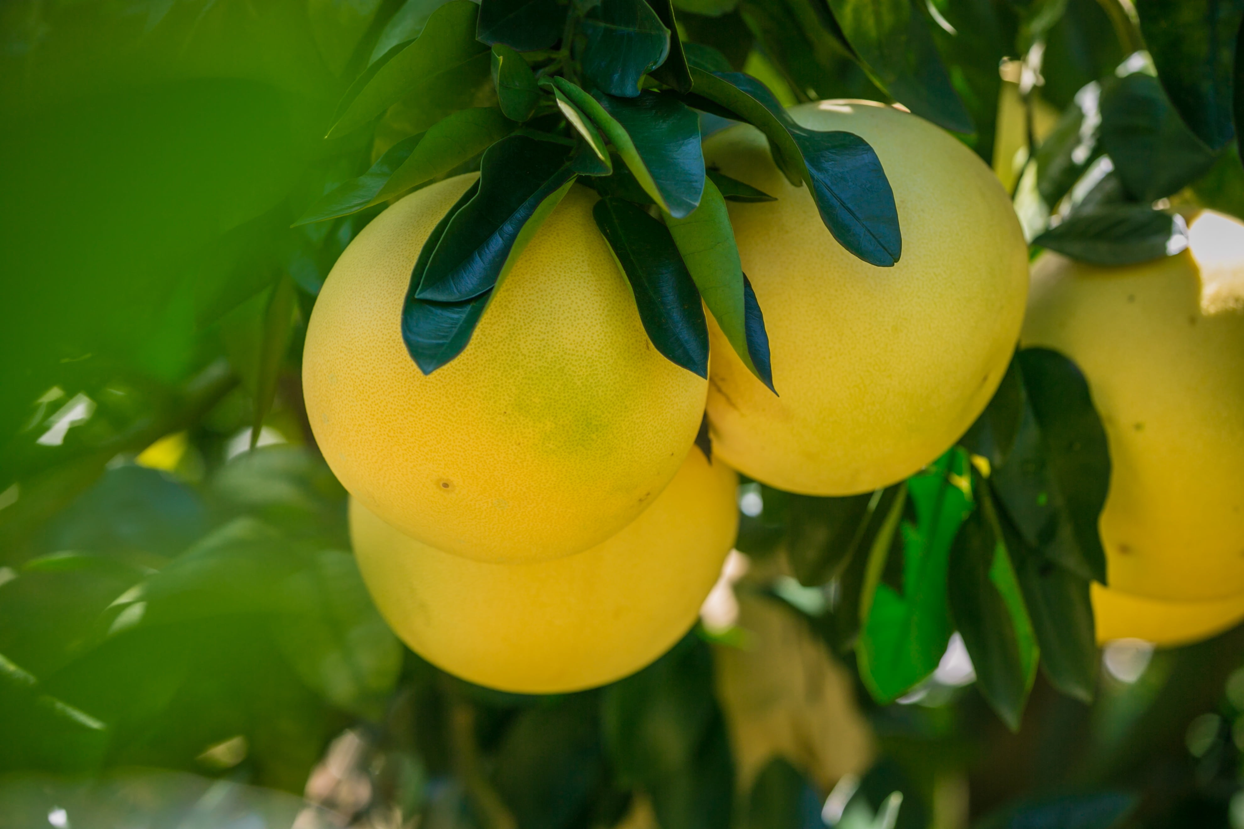 4K, growth, fruit, nature, wellbeing, food and drink, tree, no people, leaf, honey pomelo, close-up, fujian, hanging, plant part, freshness, healthy eating, HD Wallpaper